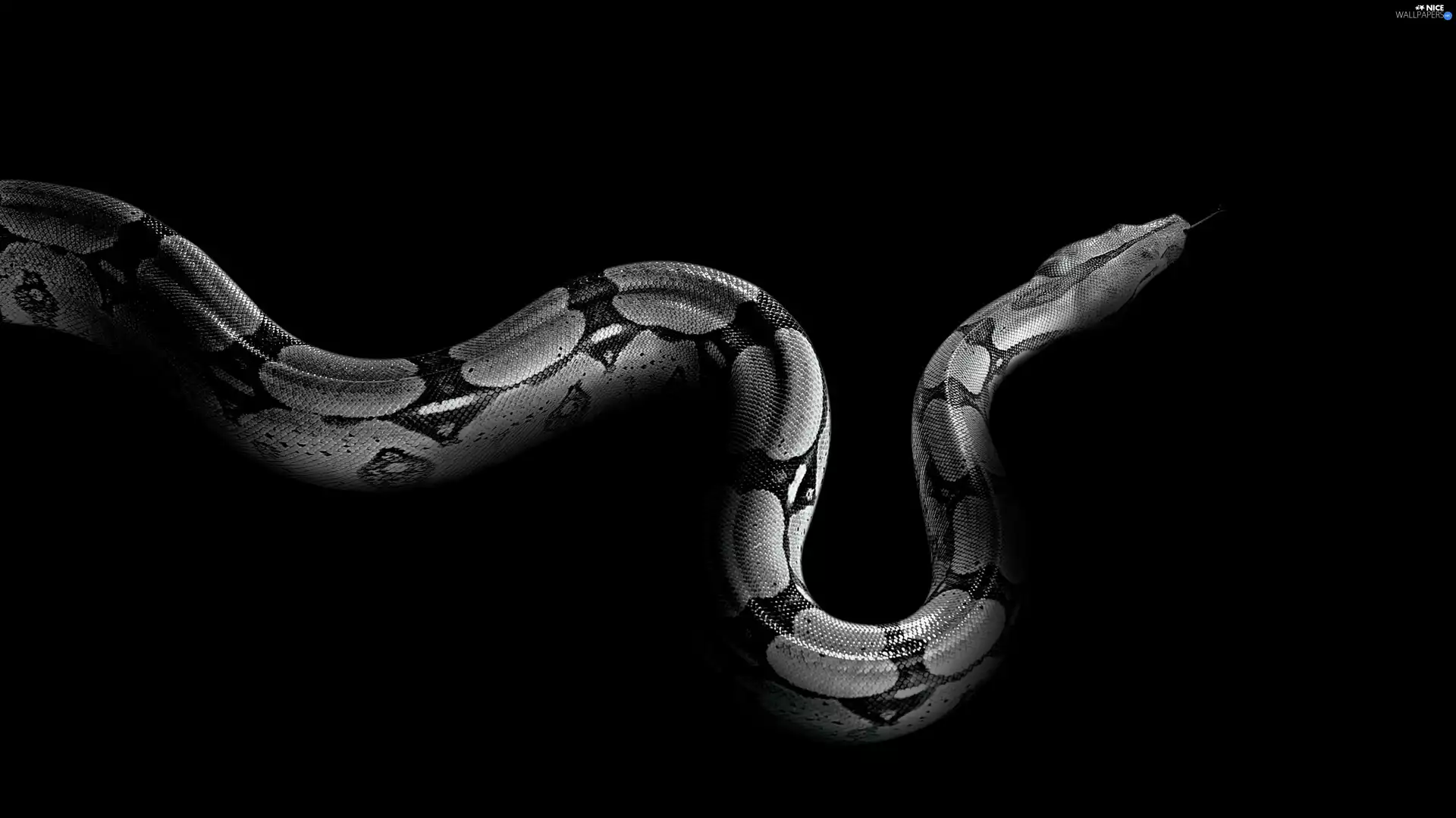 Snake, reptile, Black and white, python