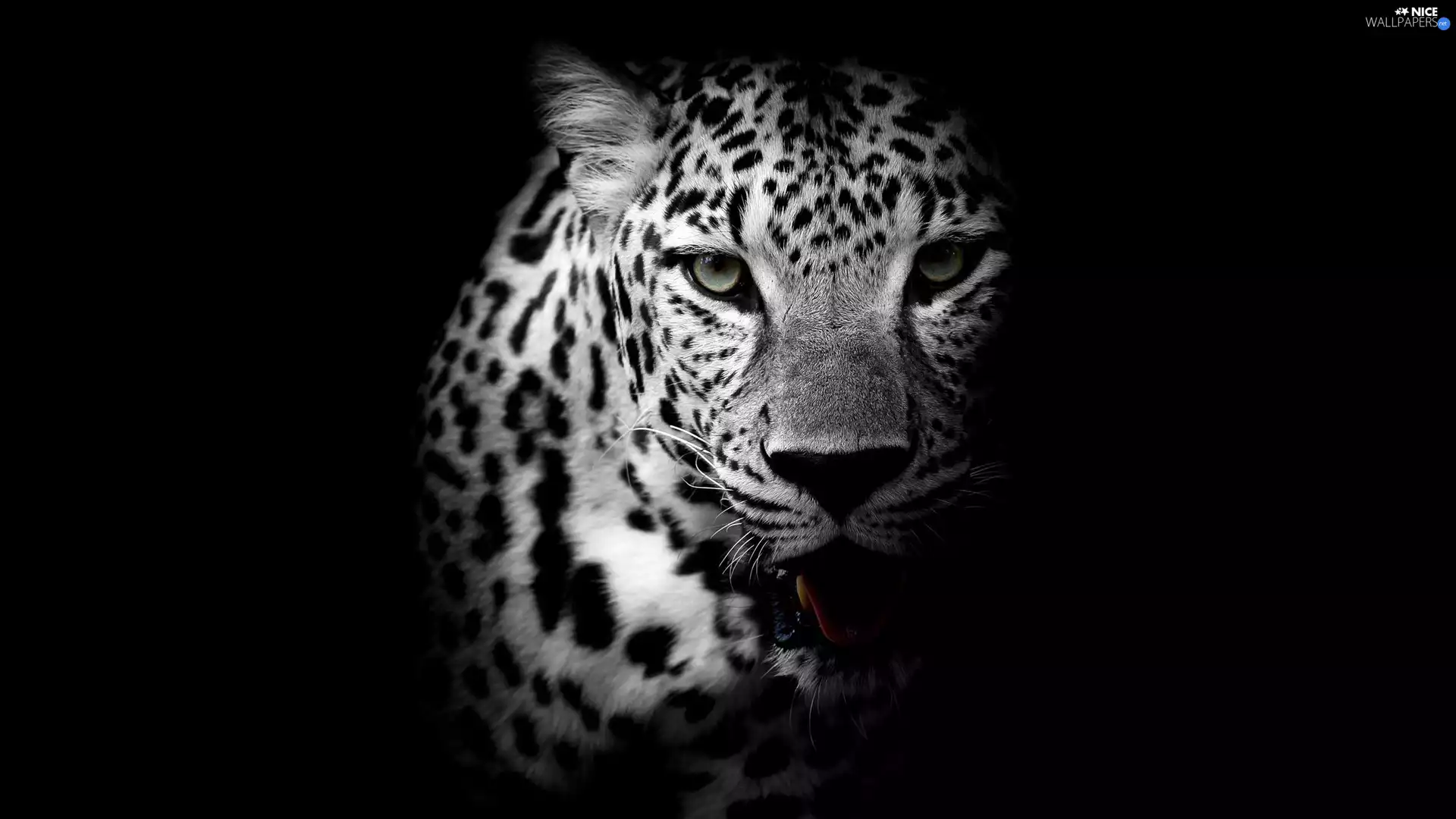 Black and white, Leopards, shadow