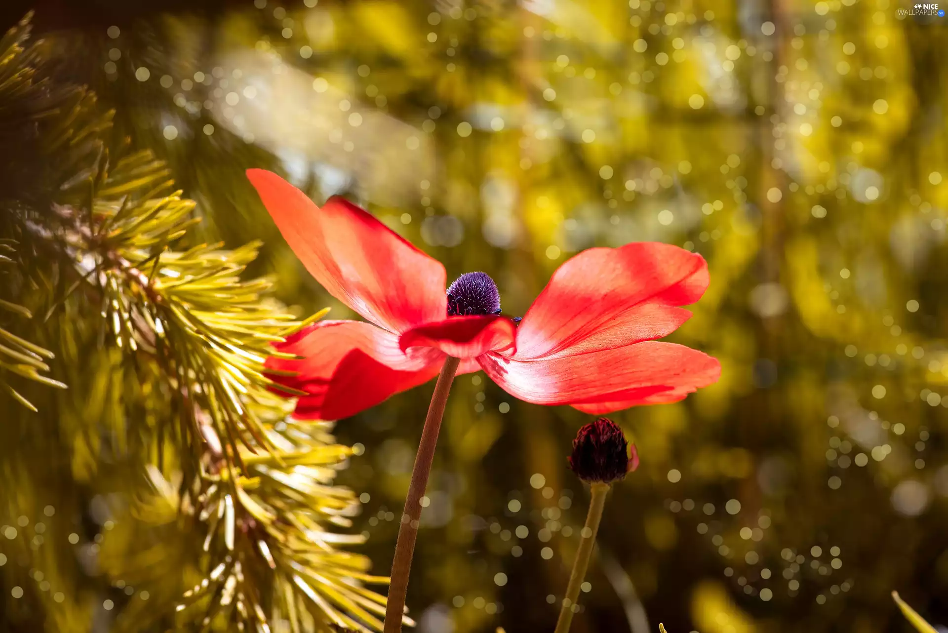 anemone, twig, luminosity, ligh, flash, Red, Colourfull Flowers, sun