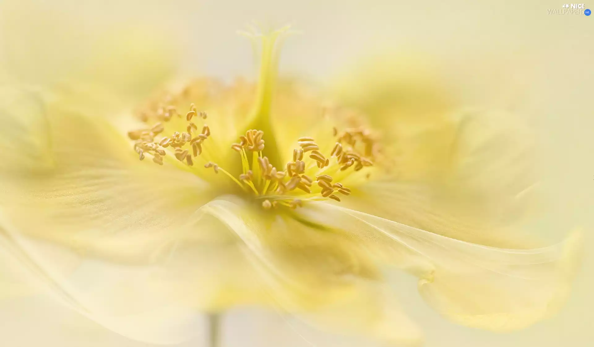 rods, Close, Yellow, anemone, Colourfull Flowers