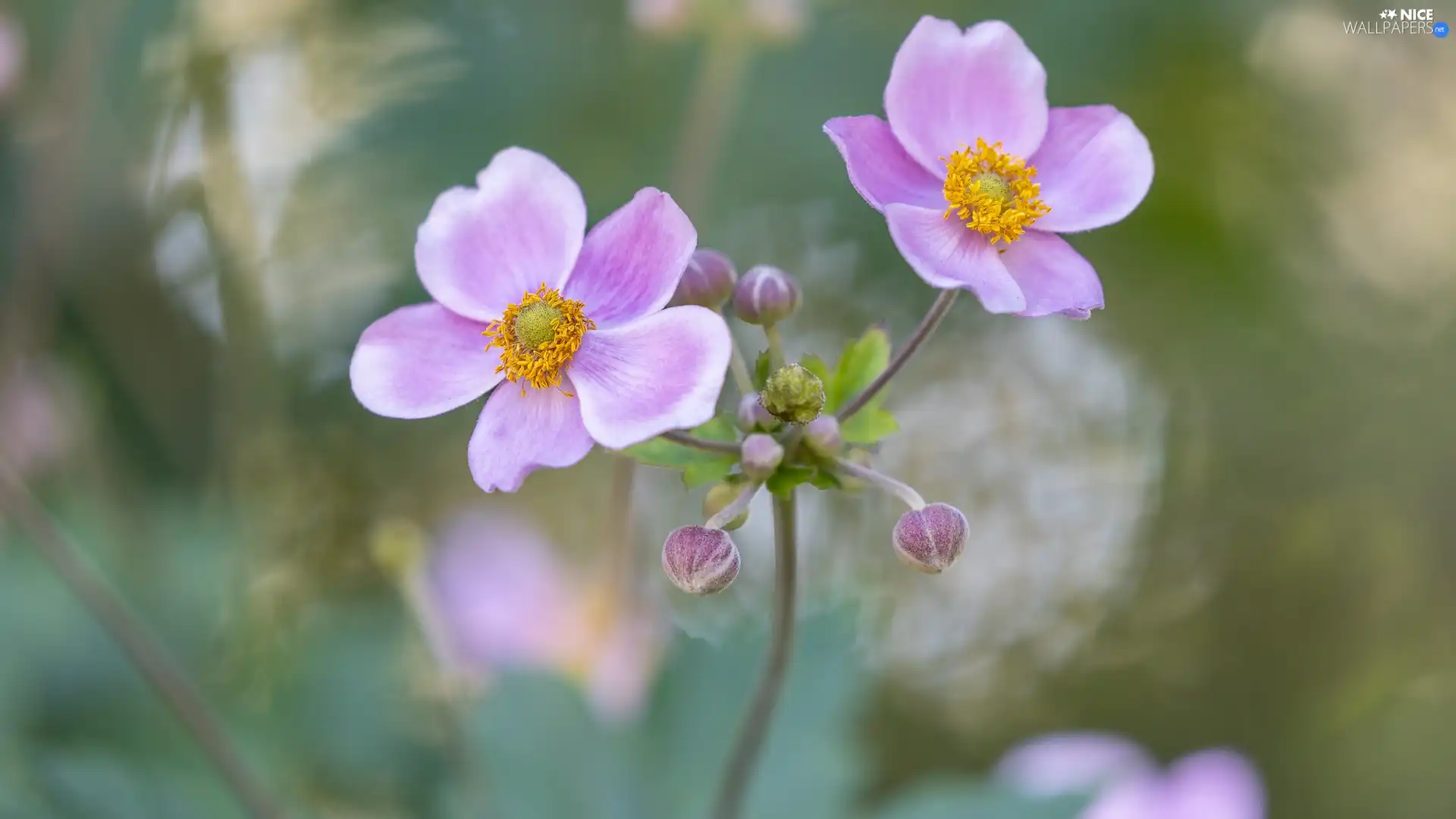 developed, Anemone Hupehensis, Buds, Flowers