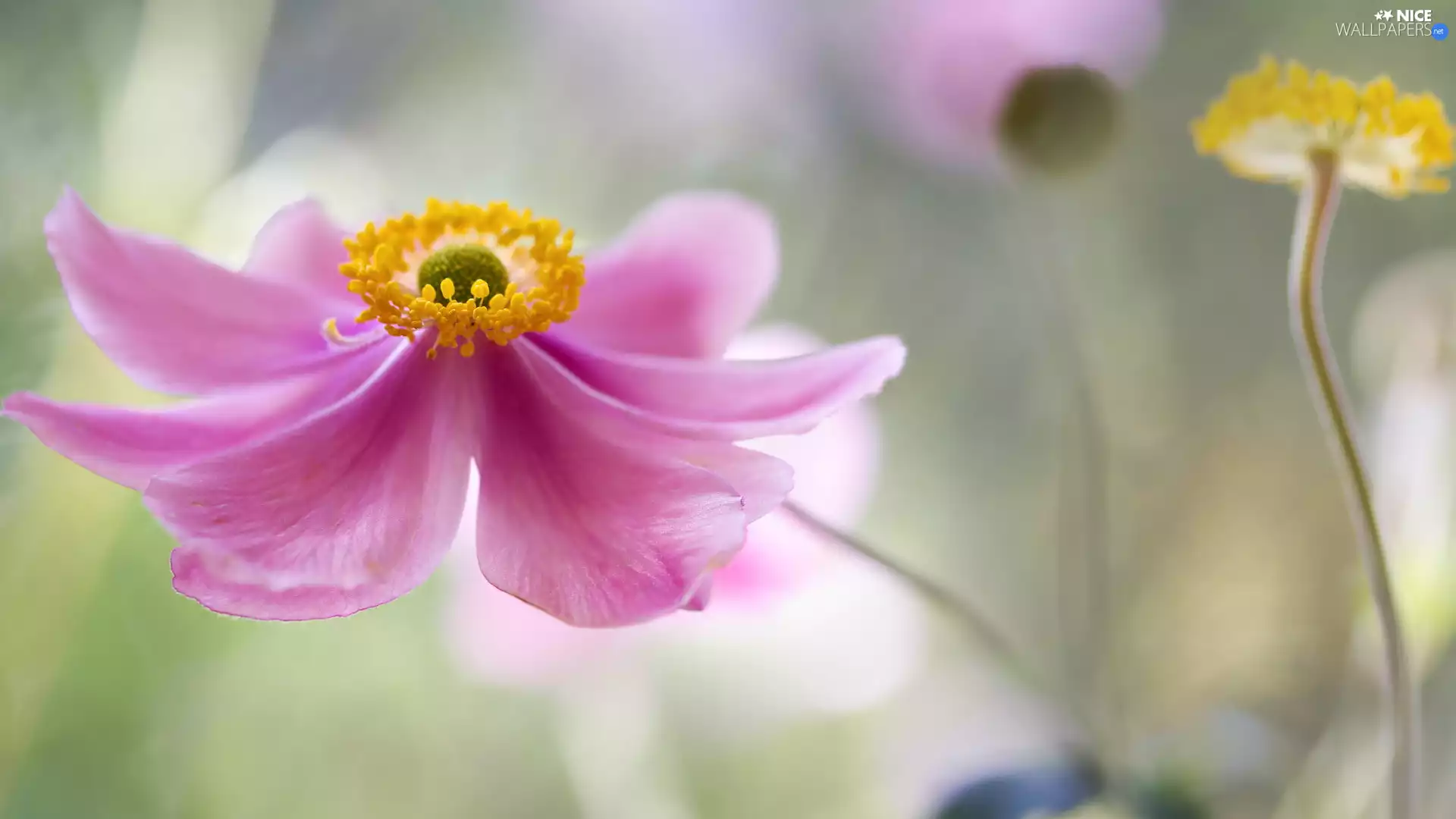 Japanese anemone, Pink, Colourfull Flowers