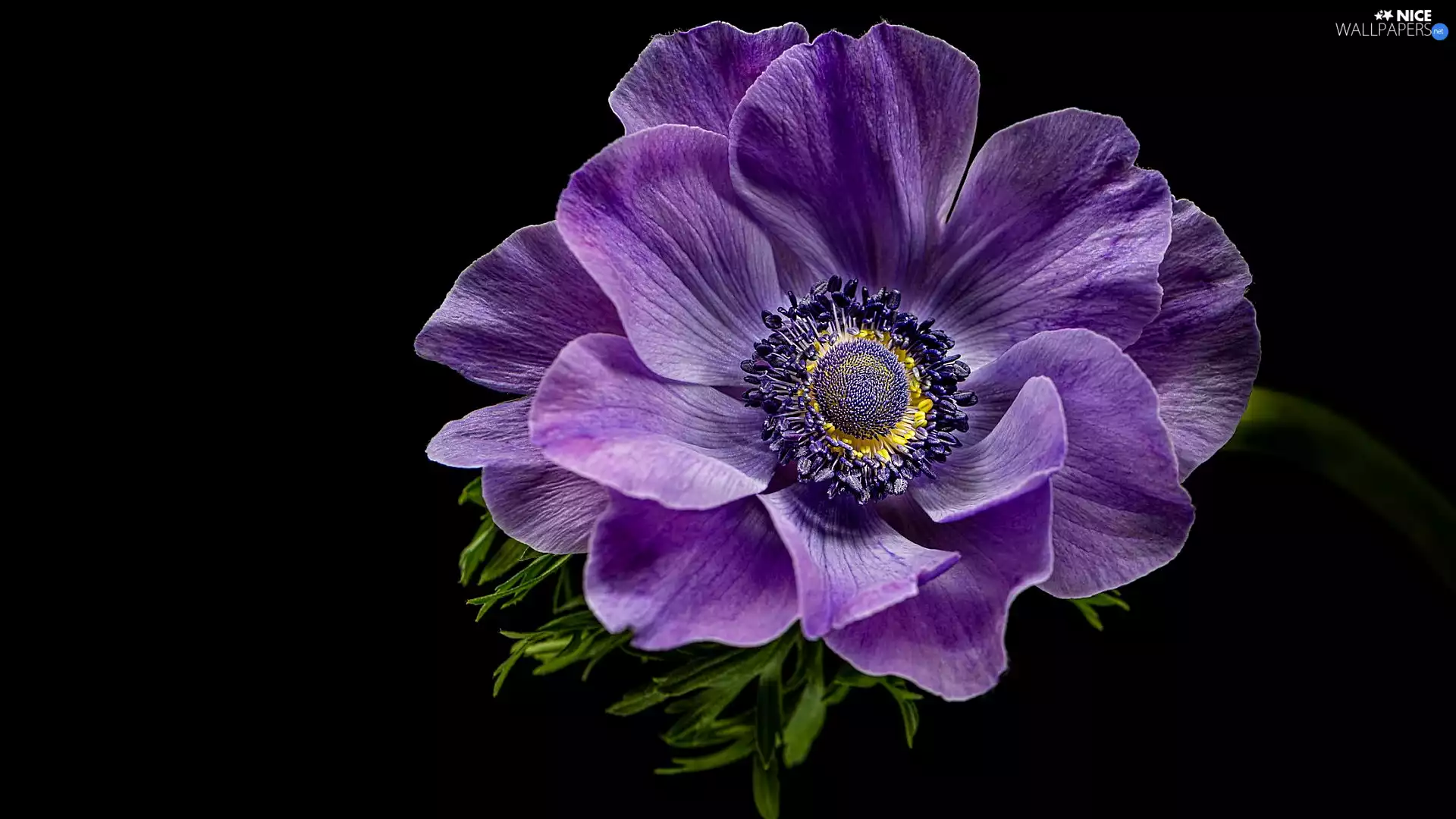 Violet, Black, background, anemone
