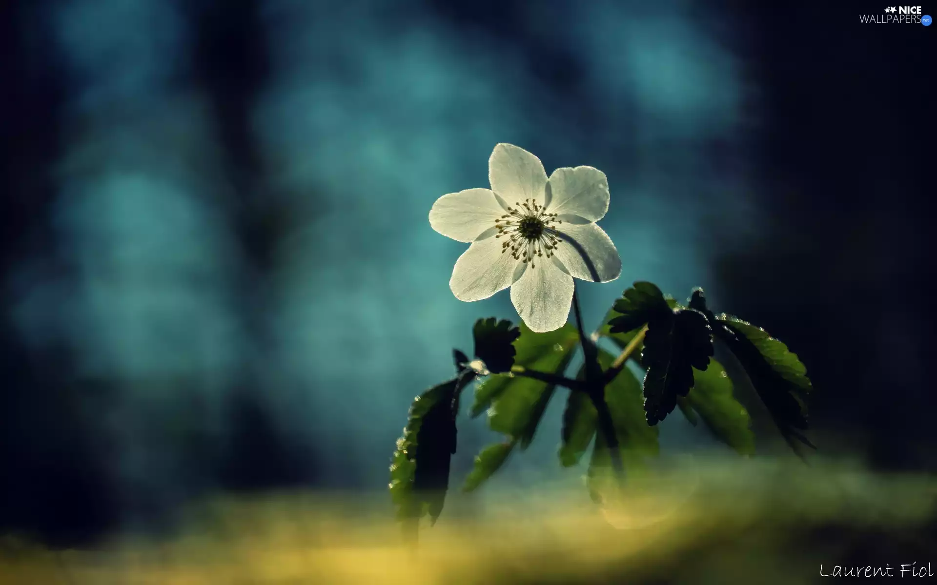 Wood Anemone, White, Colourfull Flowers