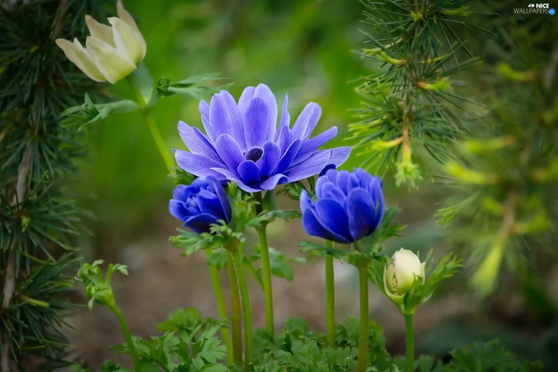 Anemones, pine