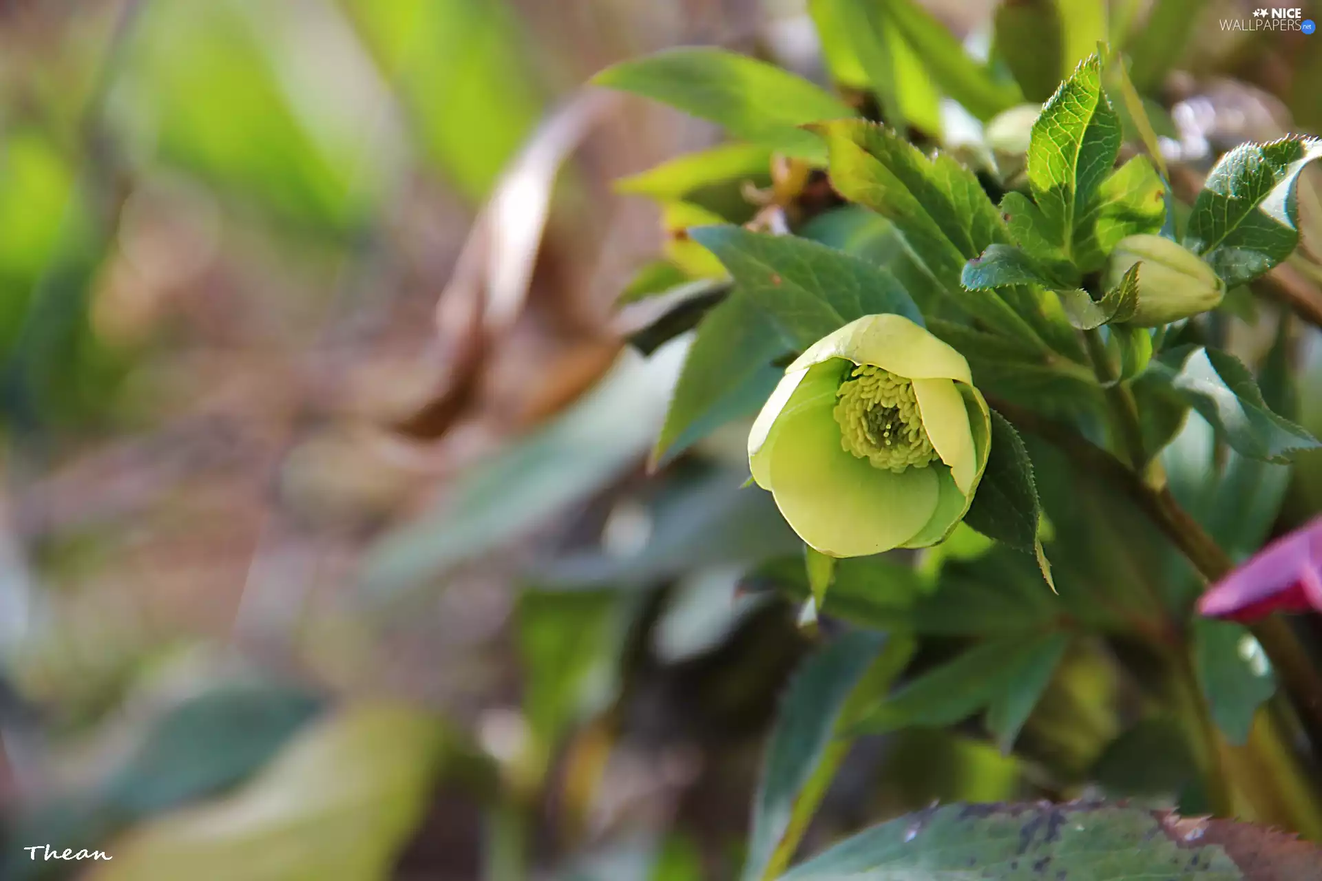Yellow, Flowers, Spring, Anemones