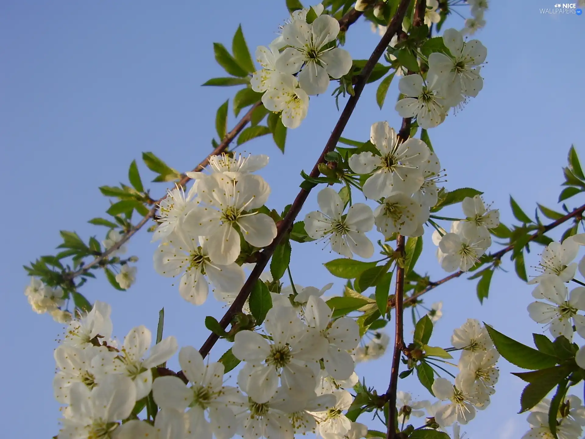 Colourfull Flowers, apple-tree