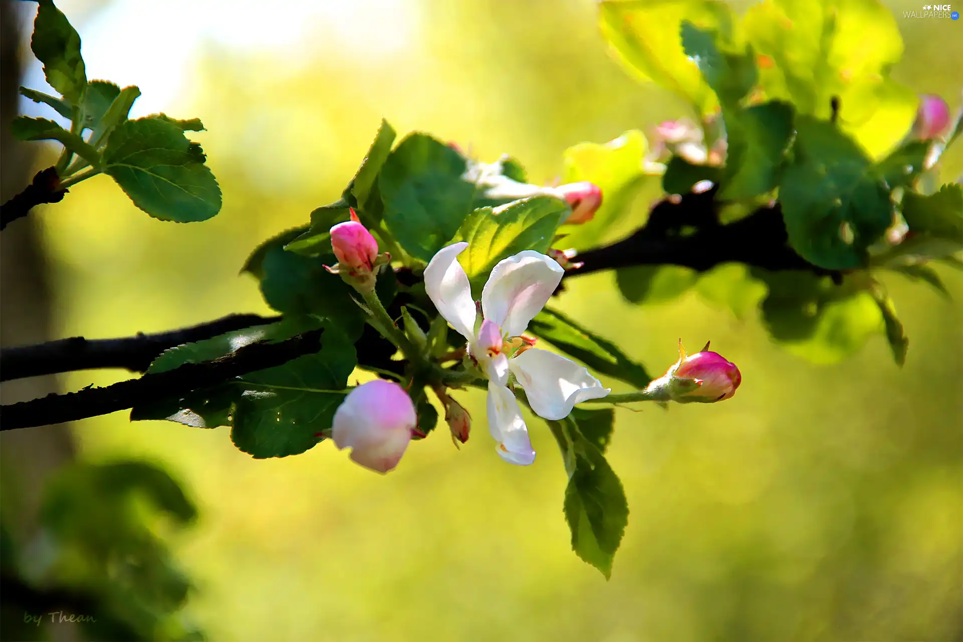 flourishing, fruit, apple-tree, trees