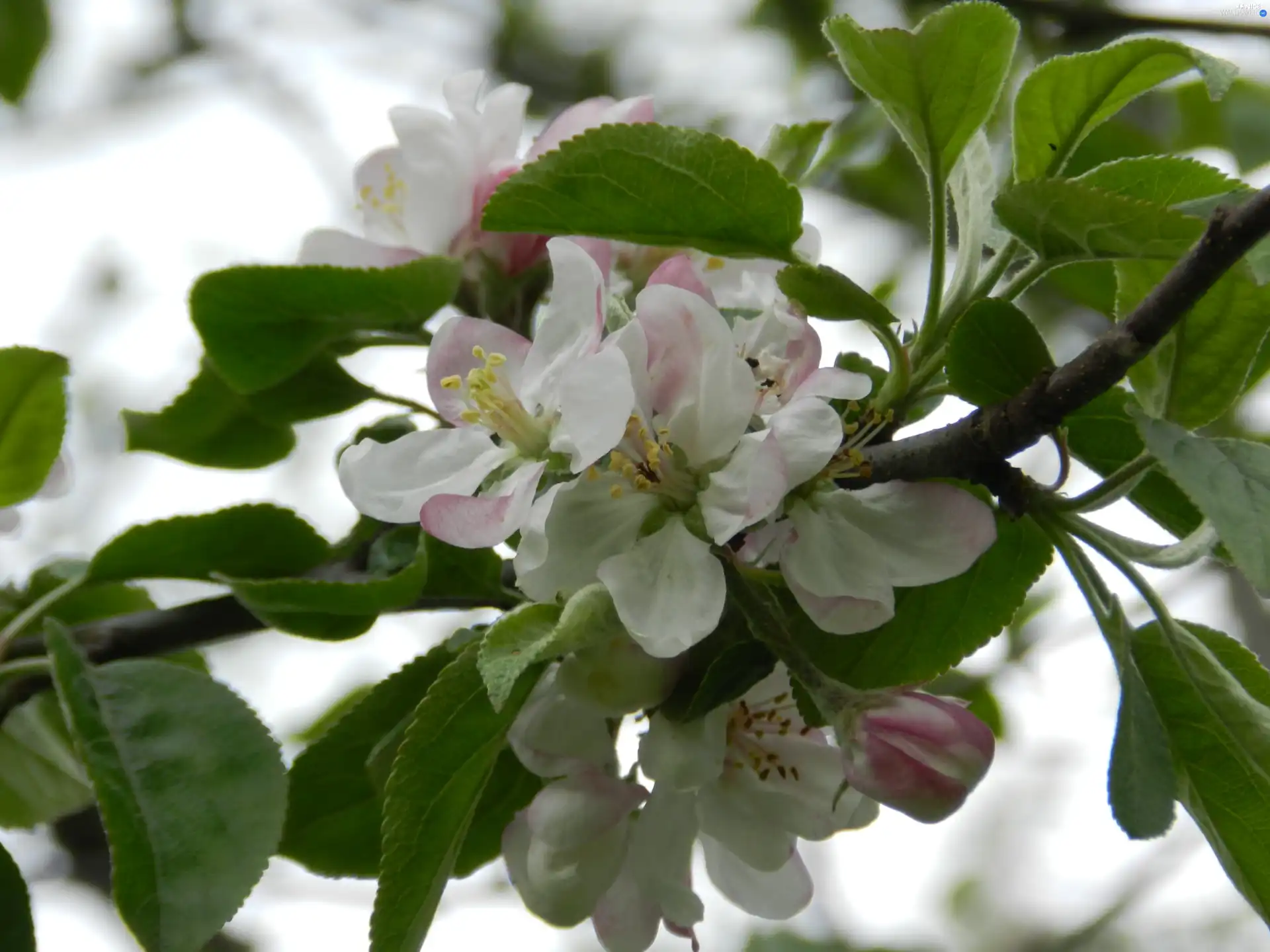 flourishing, fruit, apple-tree, trees