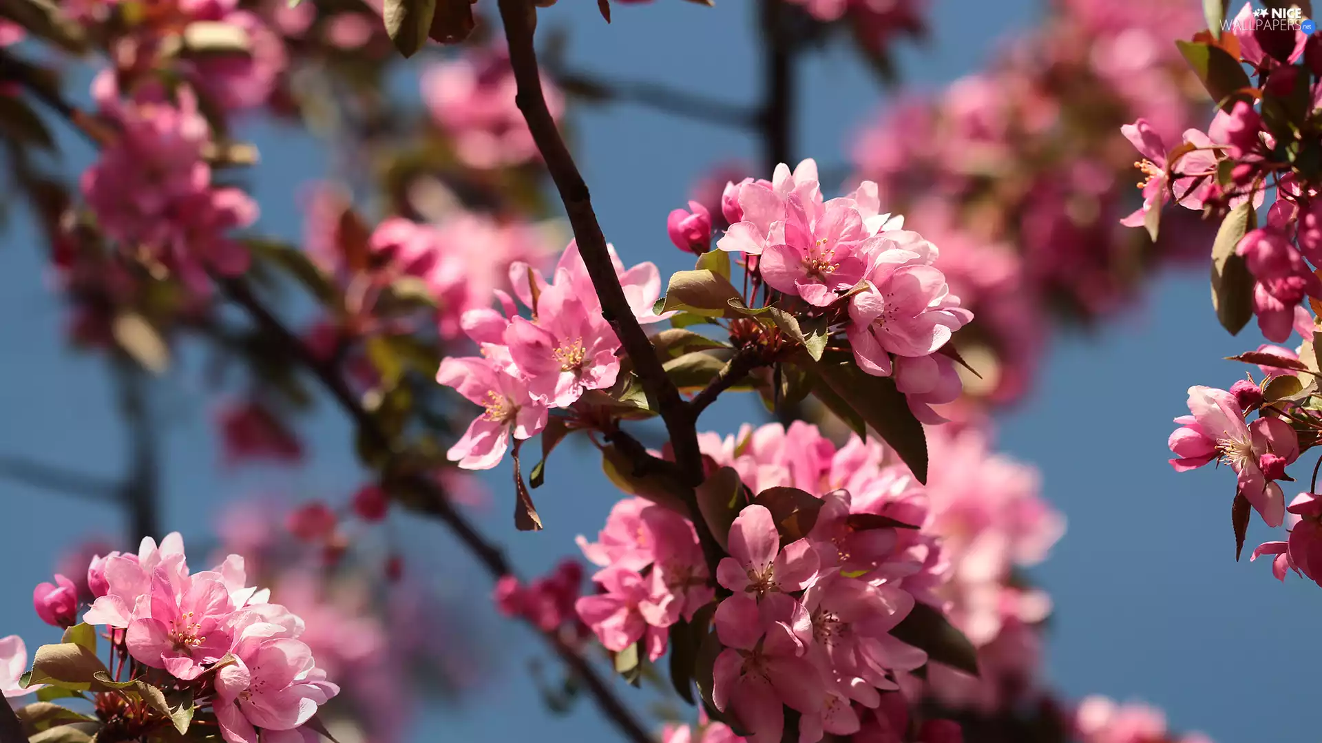 Pink, Fruit Tree, apple-tree, Flowers