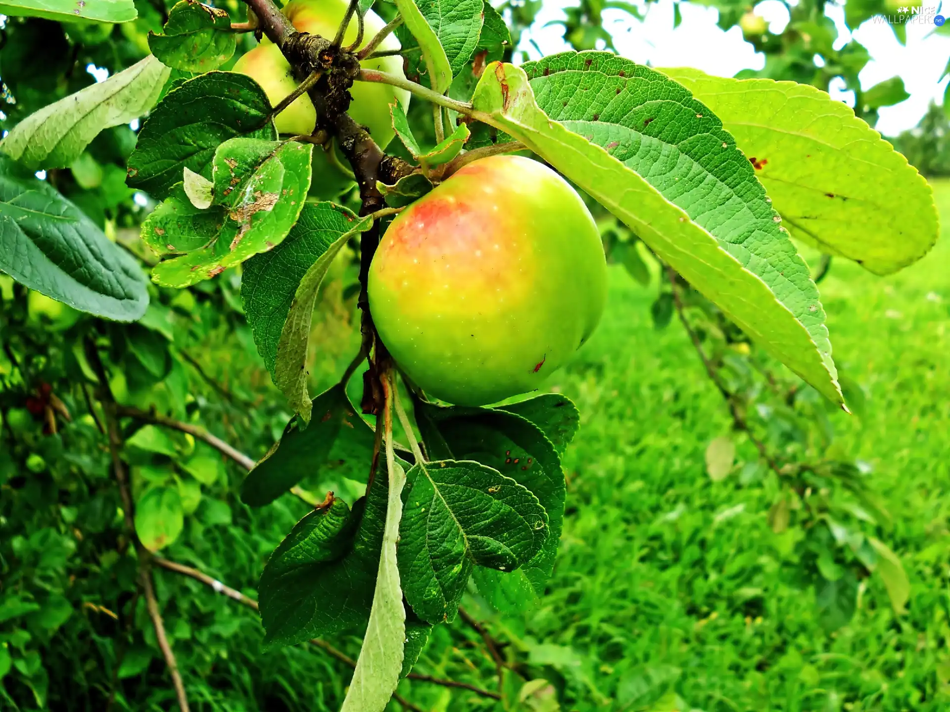 fruit, trees, apple tree