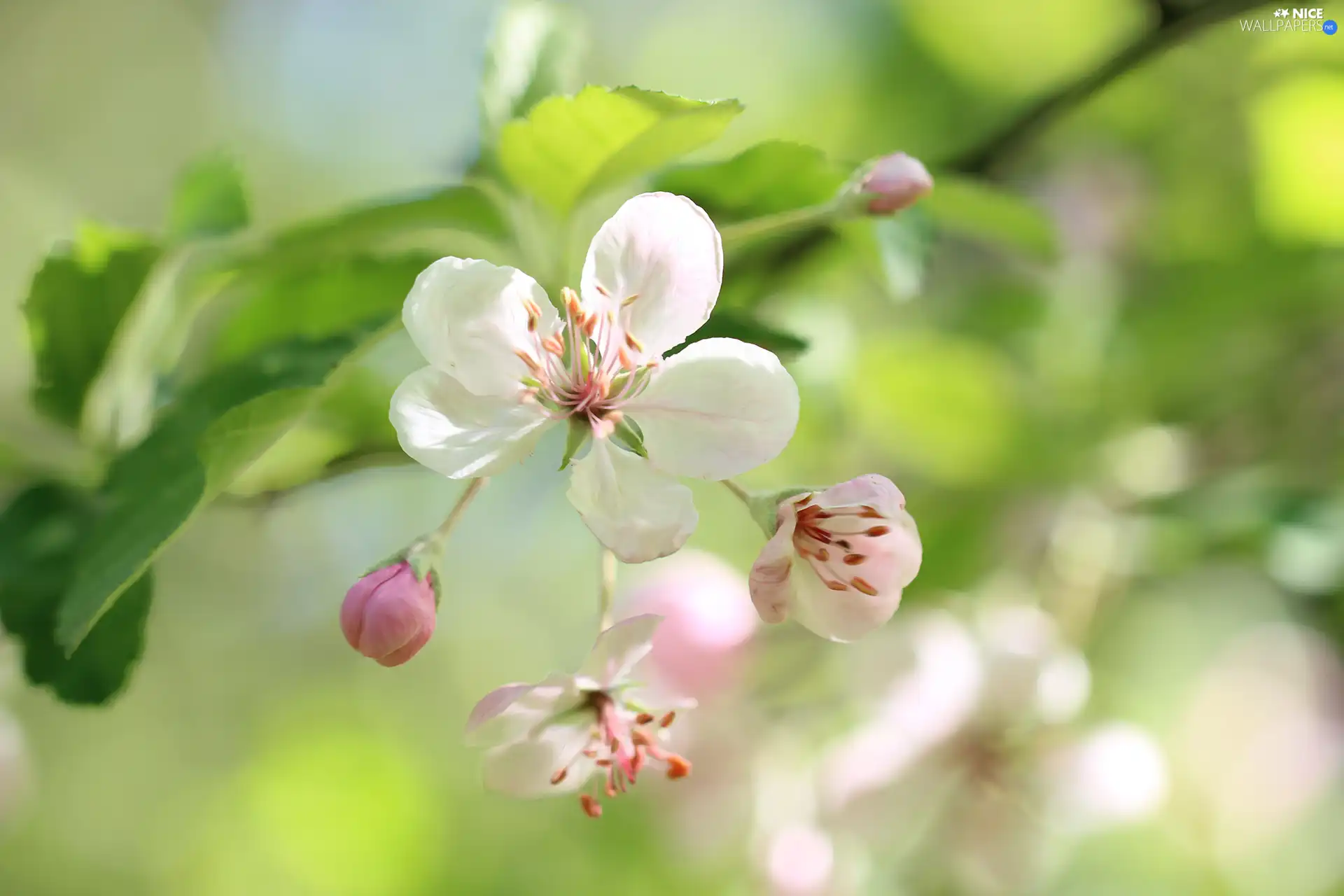 Pink, apple-tree, graphics, Flowers