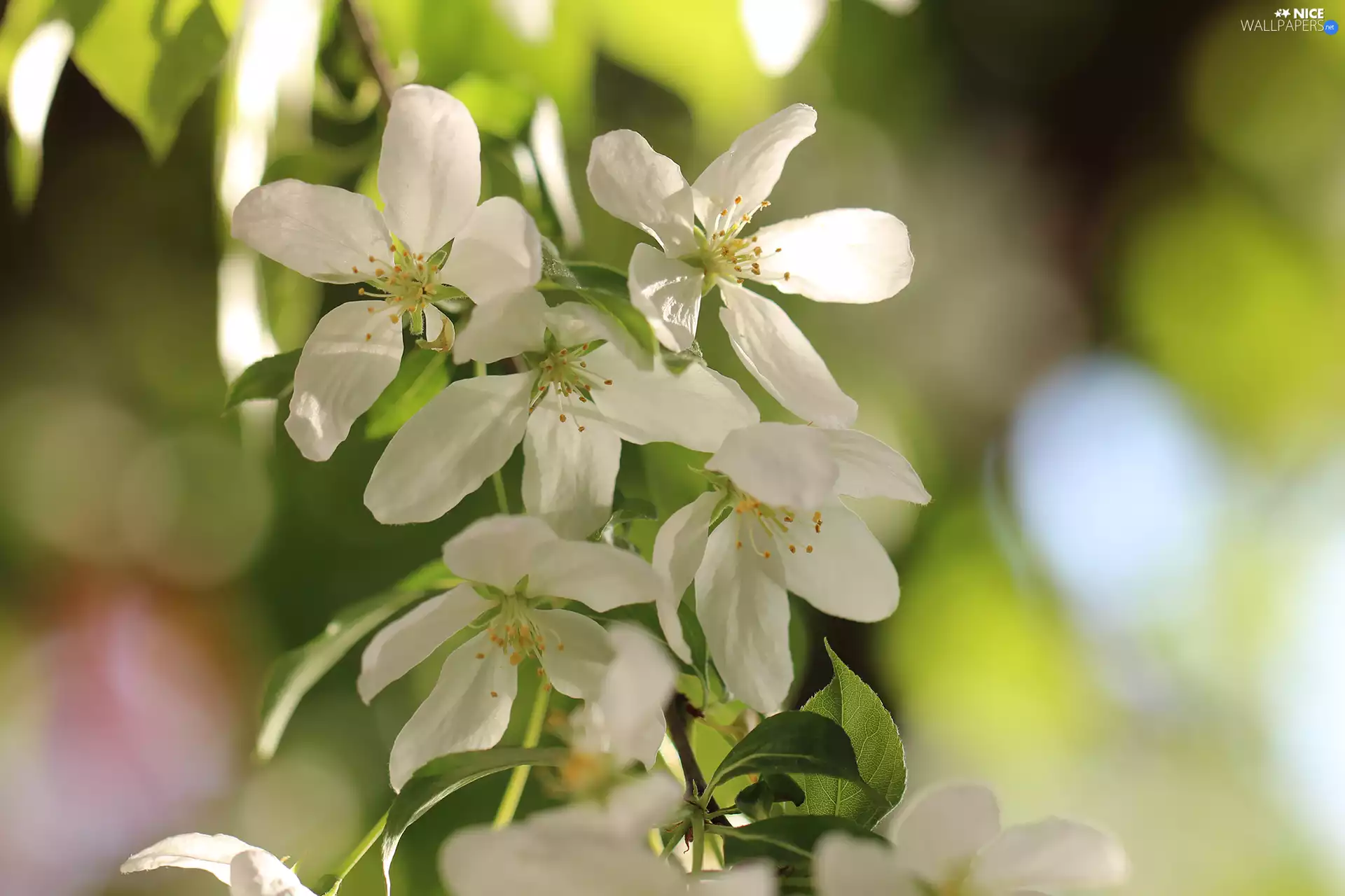 White, apple-tree, twig, Flowers
