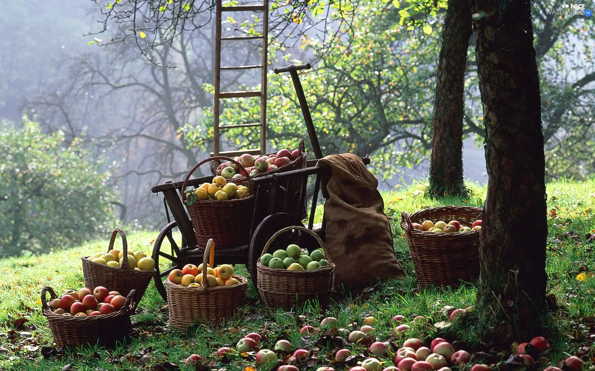 apples, orchard, Baskets