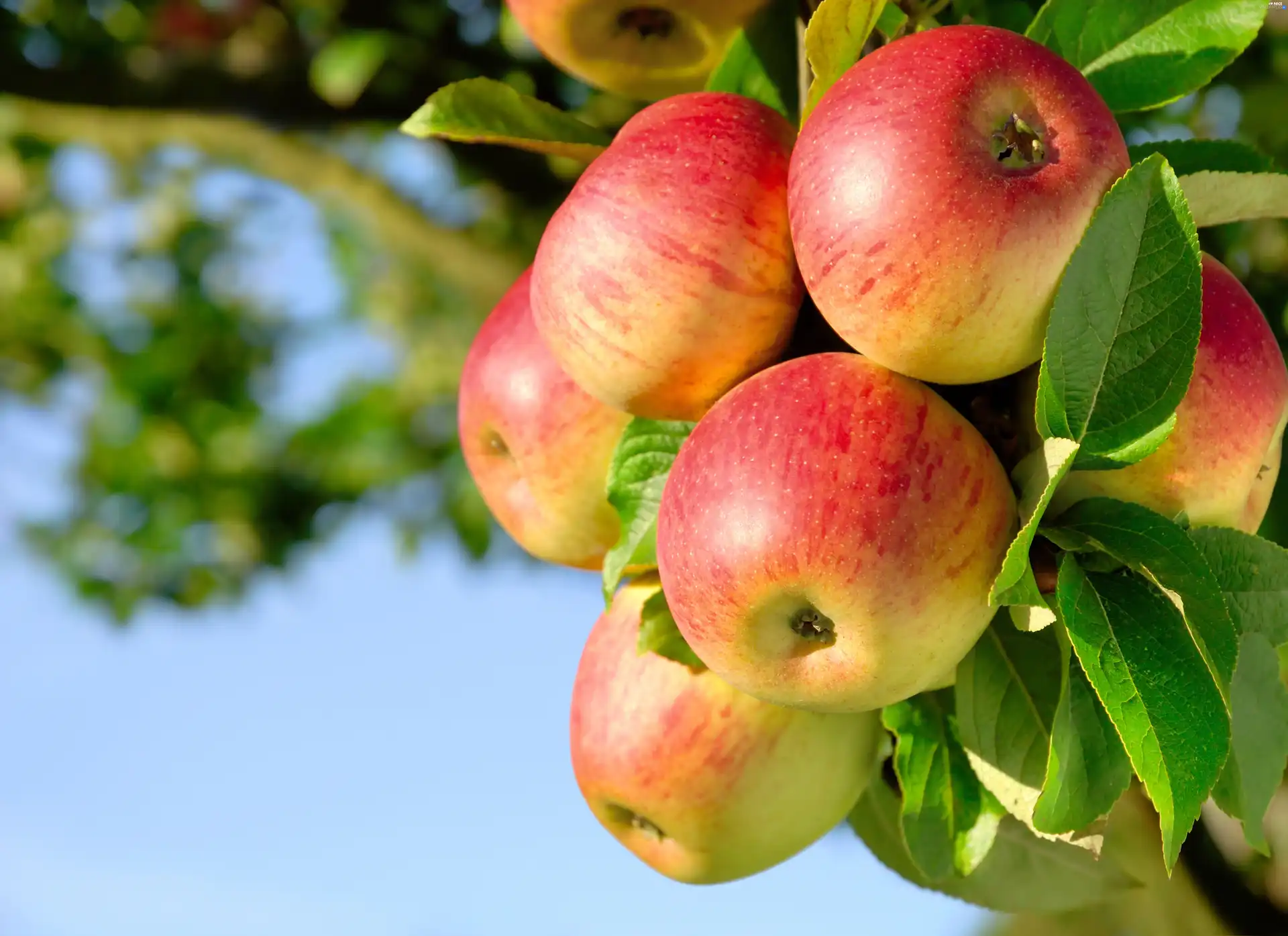Fruit Tree, beatyfull, apples