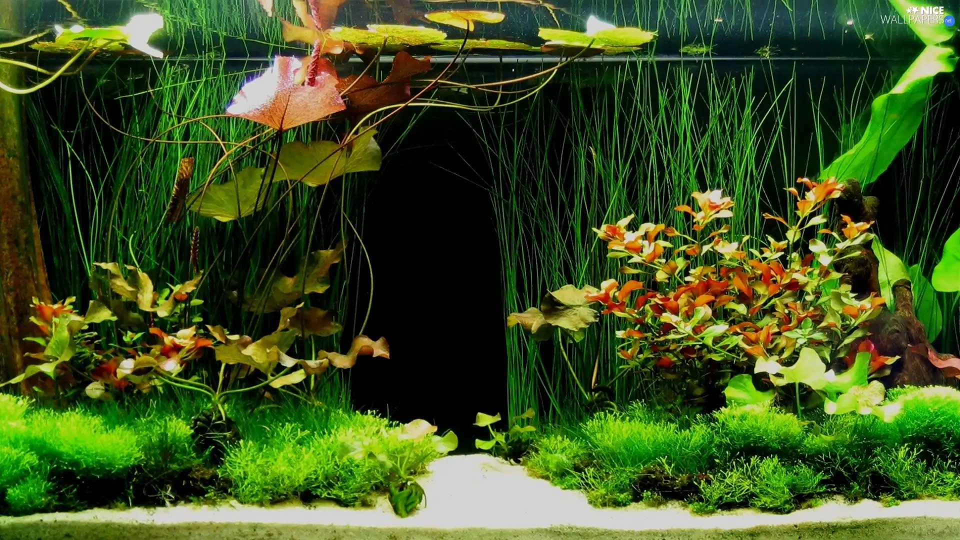 color, interior, aquarium, plants