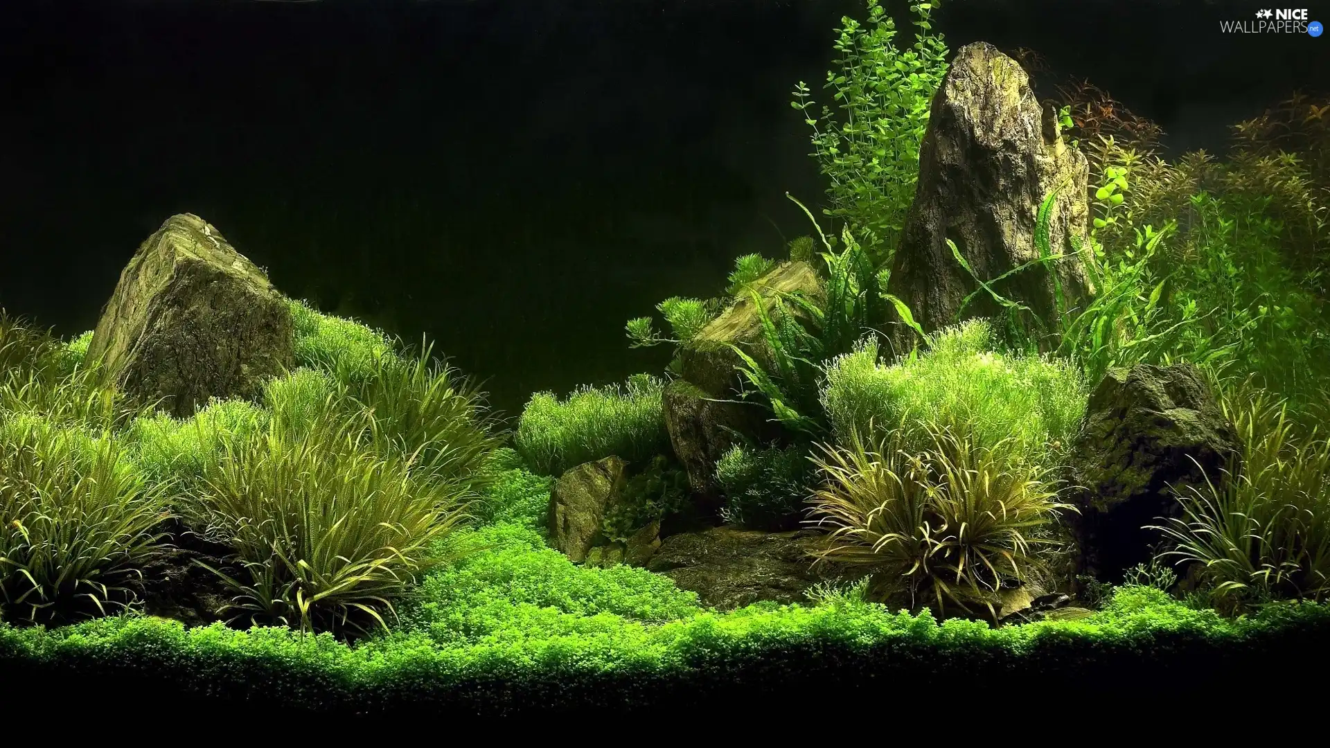 green ones, interior, aquarium, plants