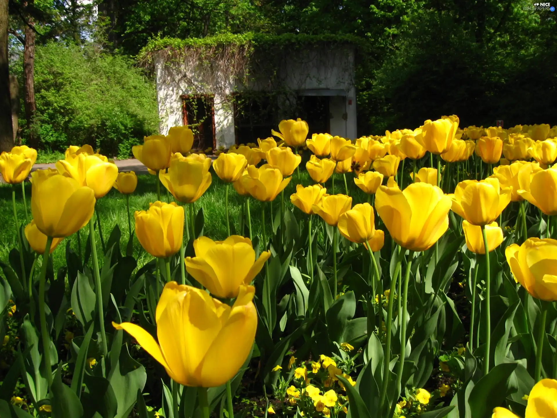 arbour, Yellow, Tulips