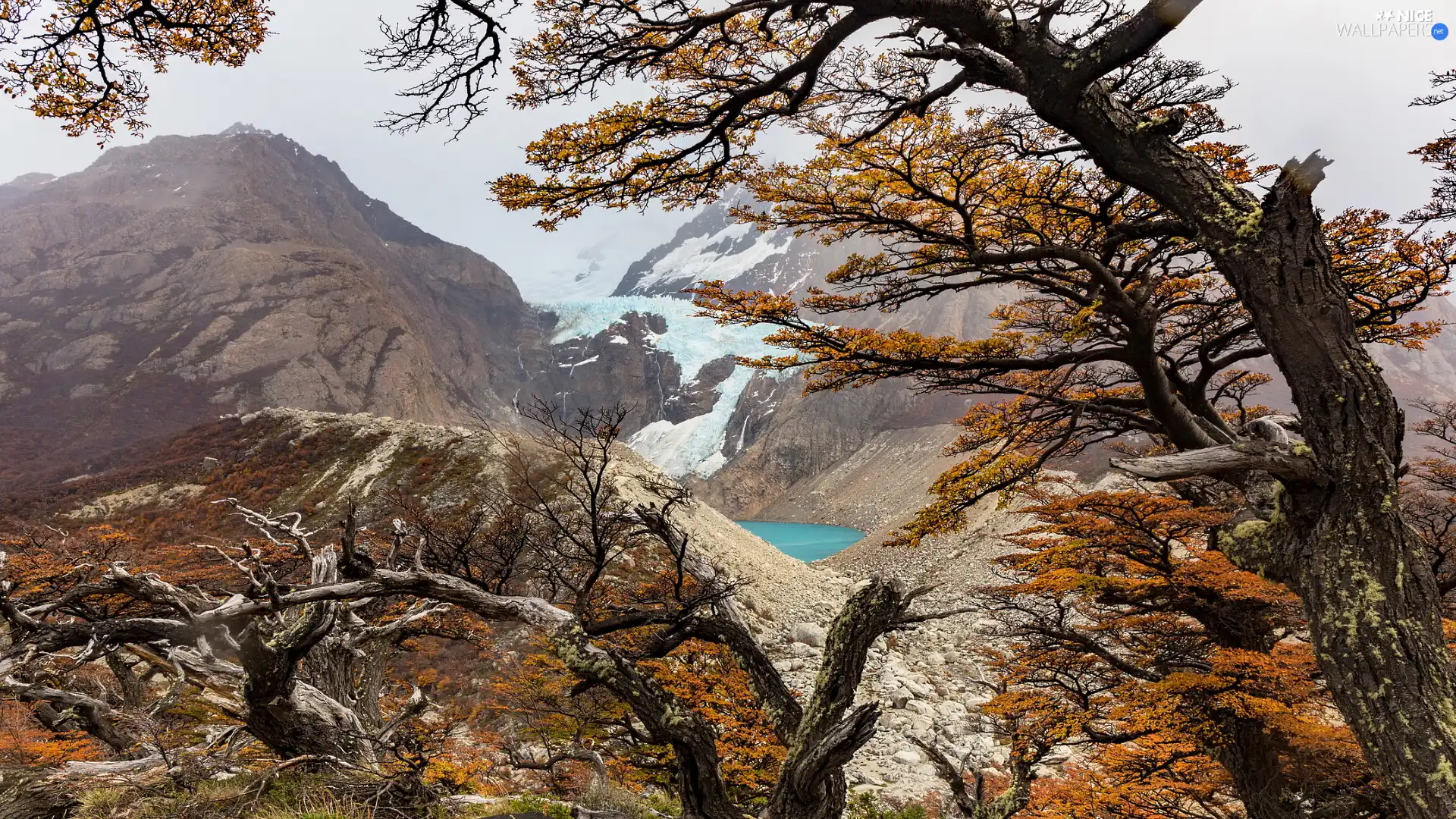 glacier, trees, Patagonia, viewes, Mountains, Perito Moreno, Argentina