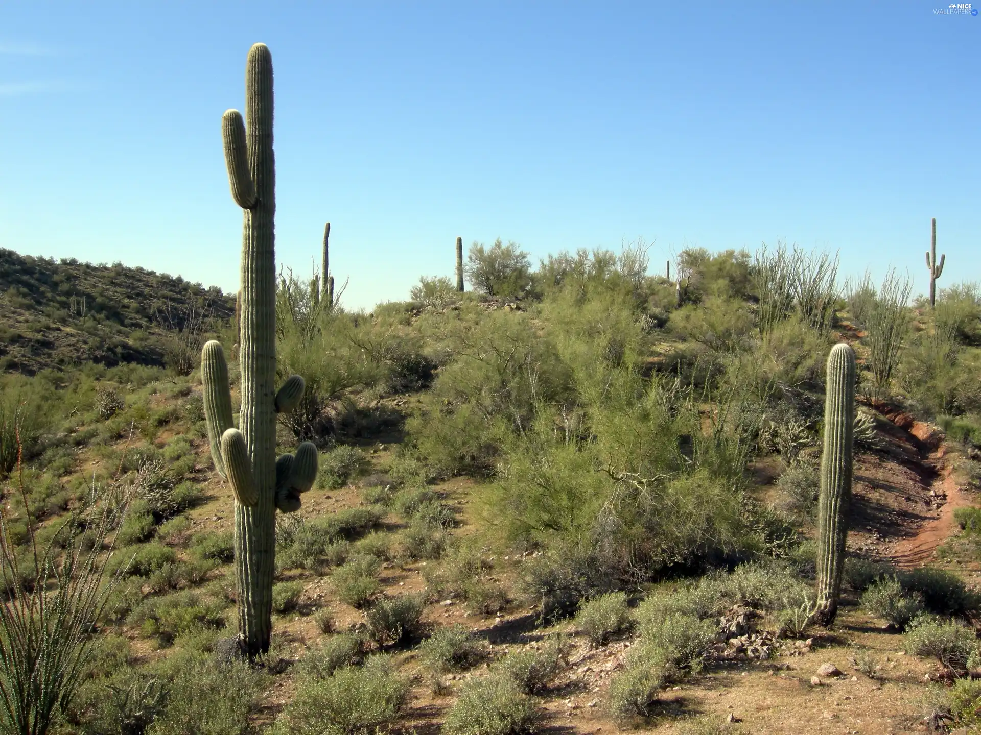 Arizona, Desert, Wickenburg