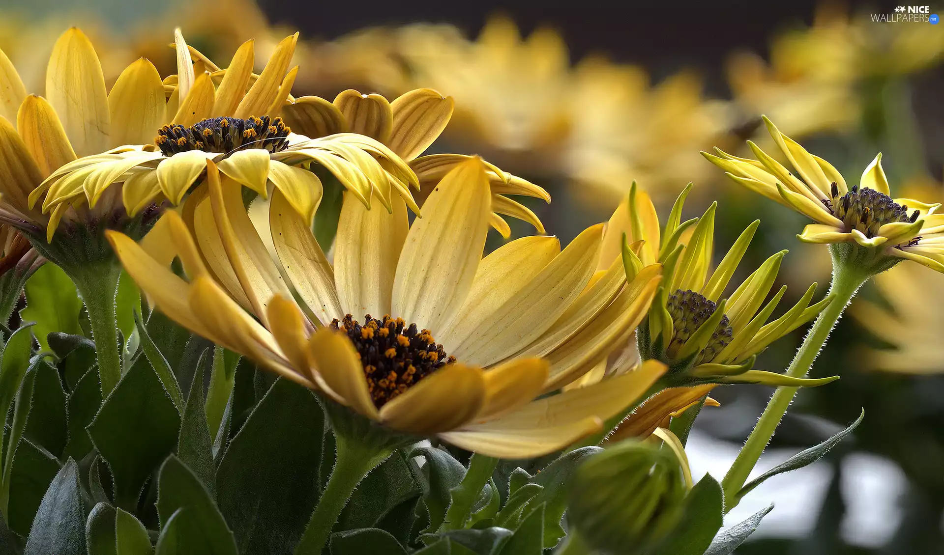 Arktotis, Yellow, Flowers
