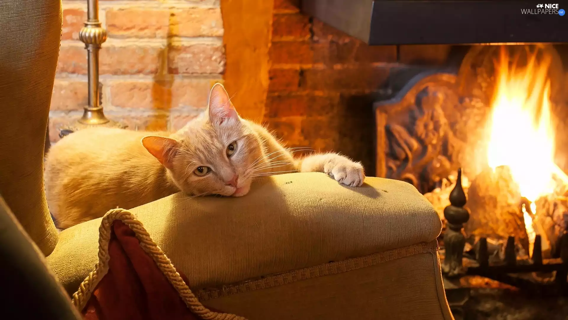 ginger, Armchair, burner chimney, cat