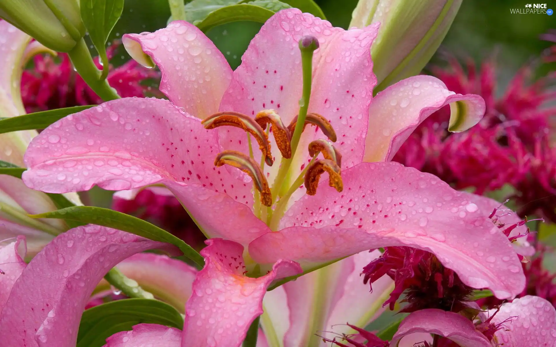 Asian, Pink, Lily