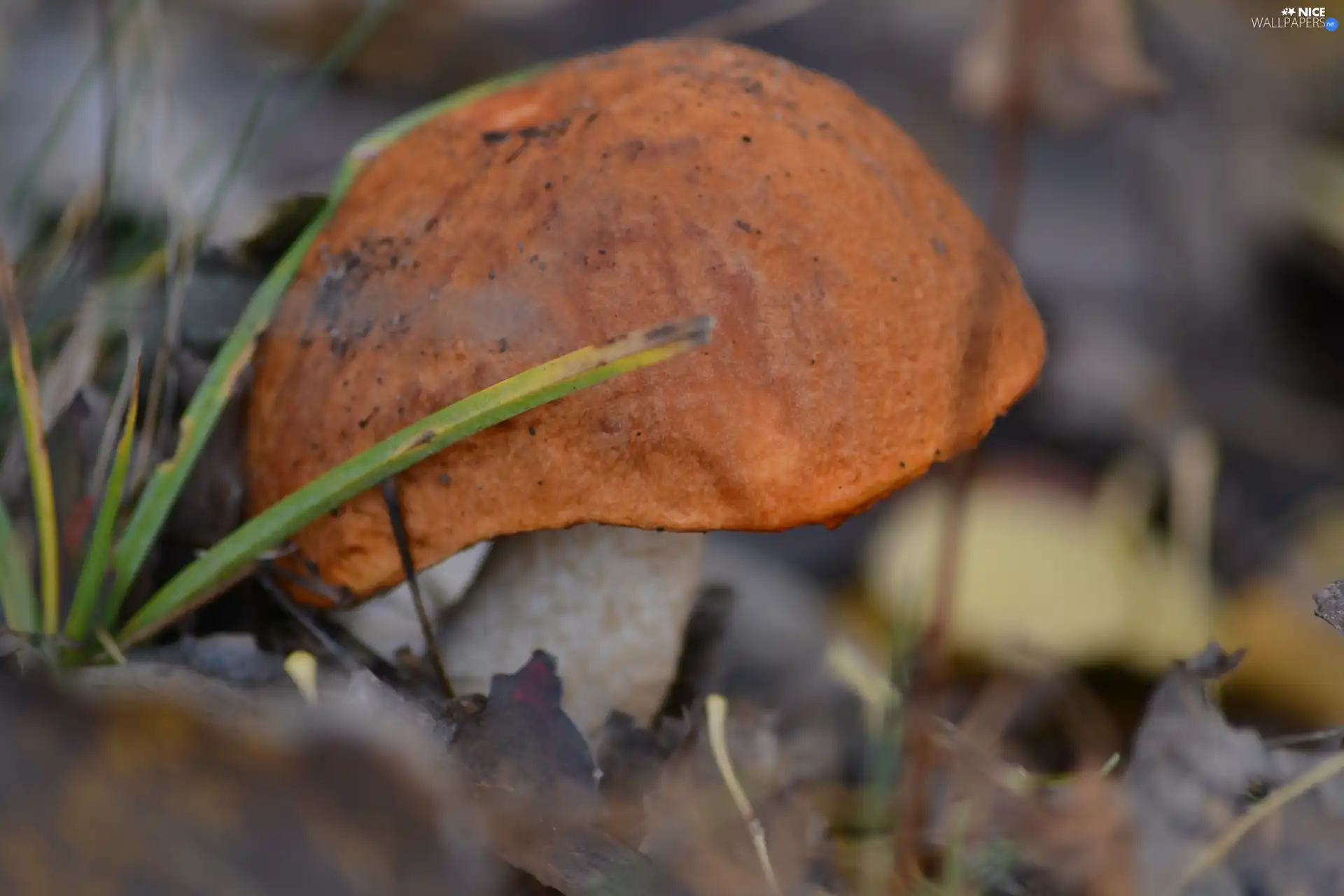 Leccinum Red, Leaf, Aspens, grass