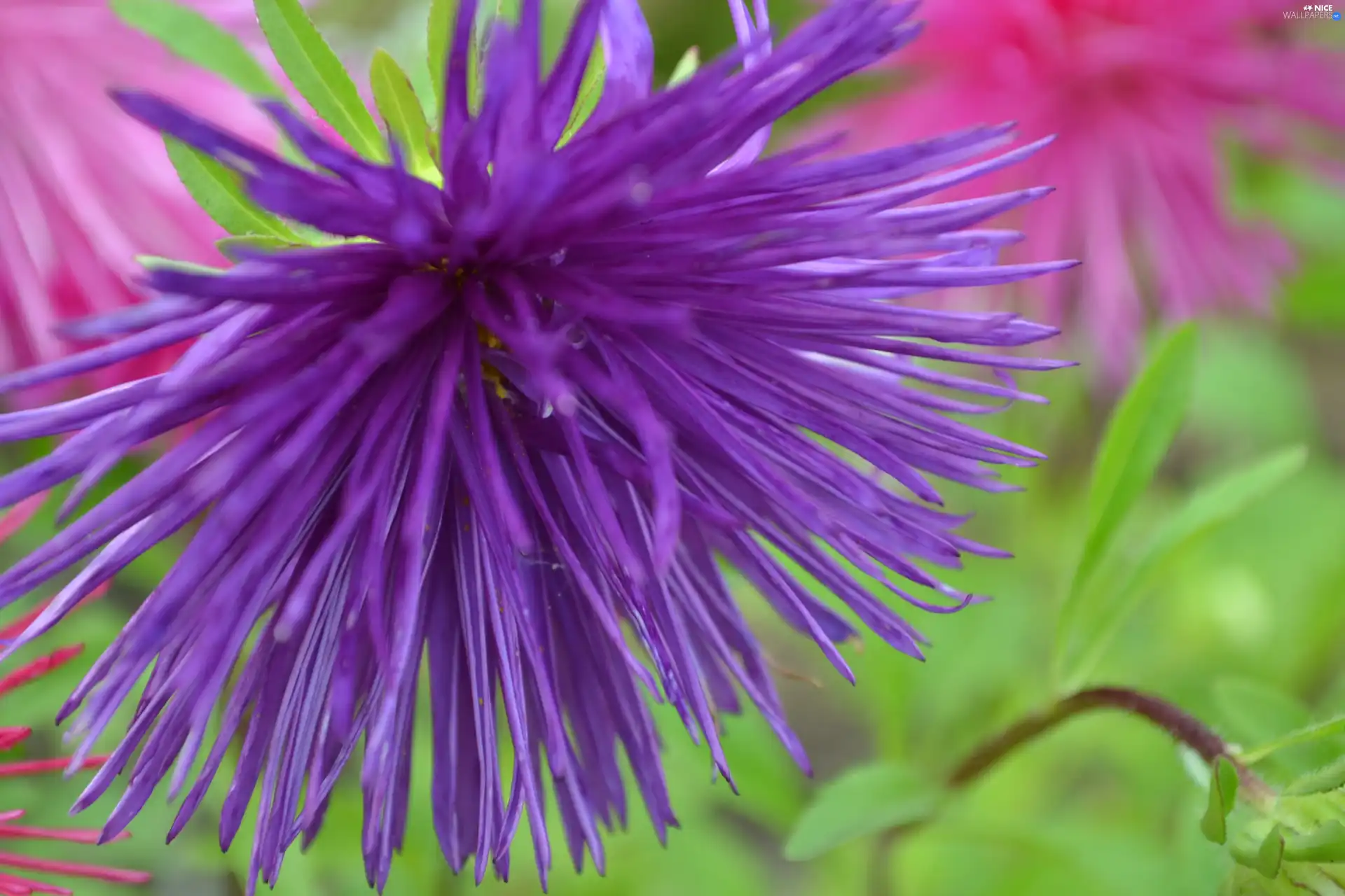 blue, Aster