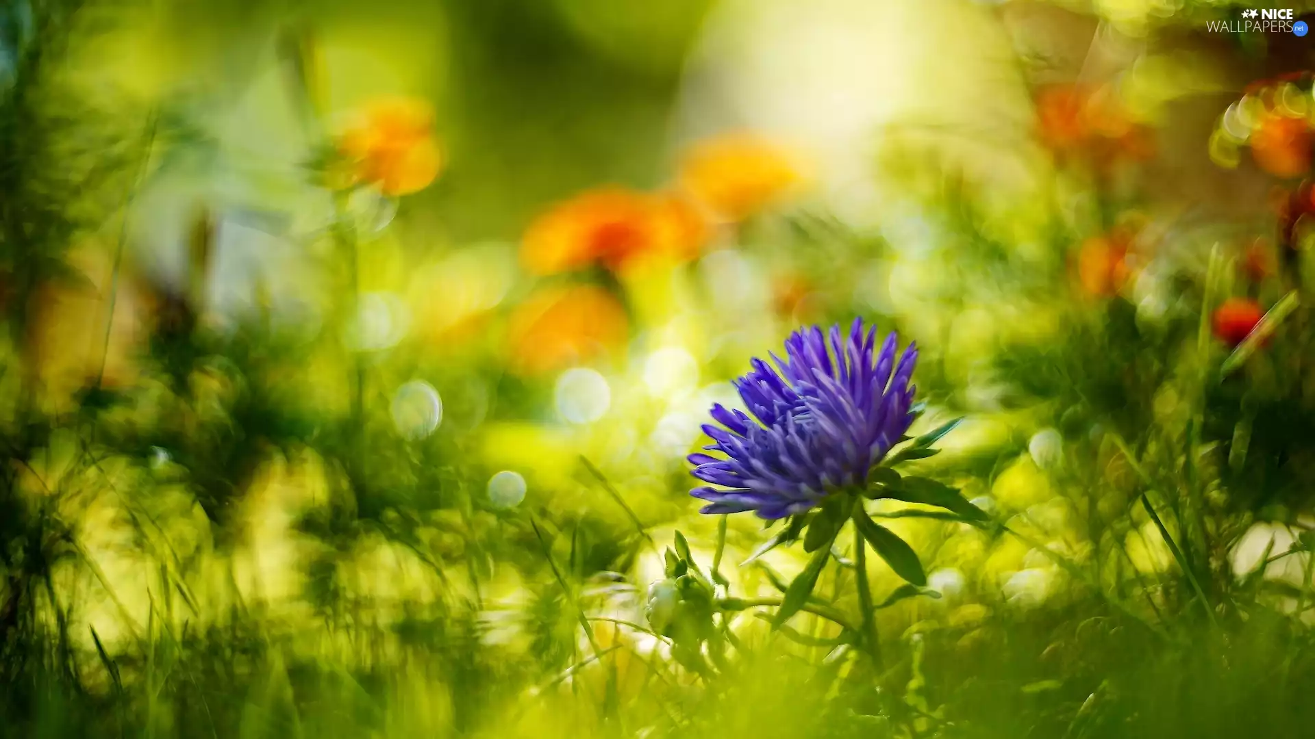 blurry background, Flowers, Aster
