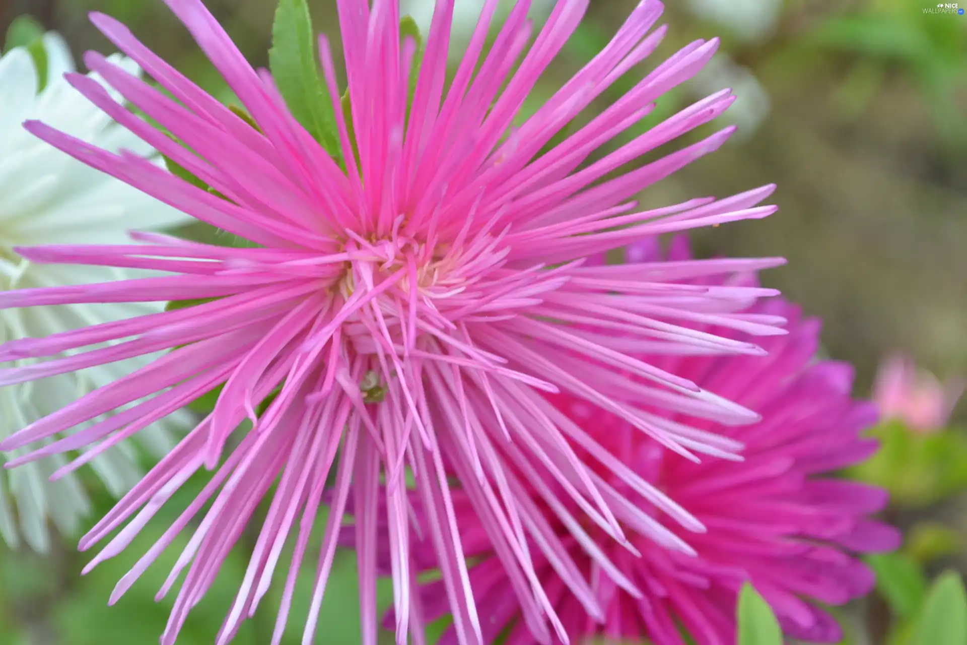 Pink, Aster