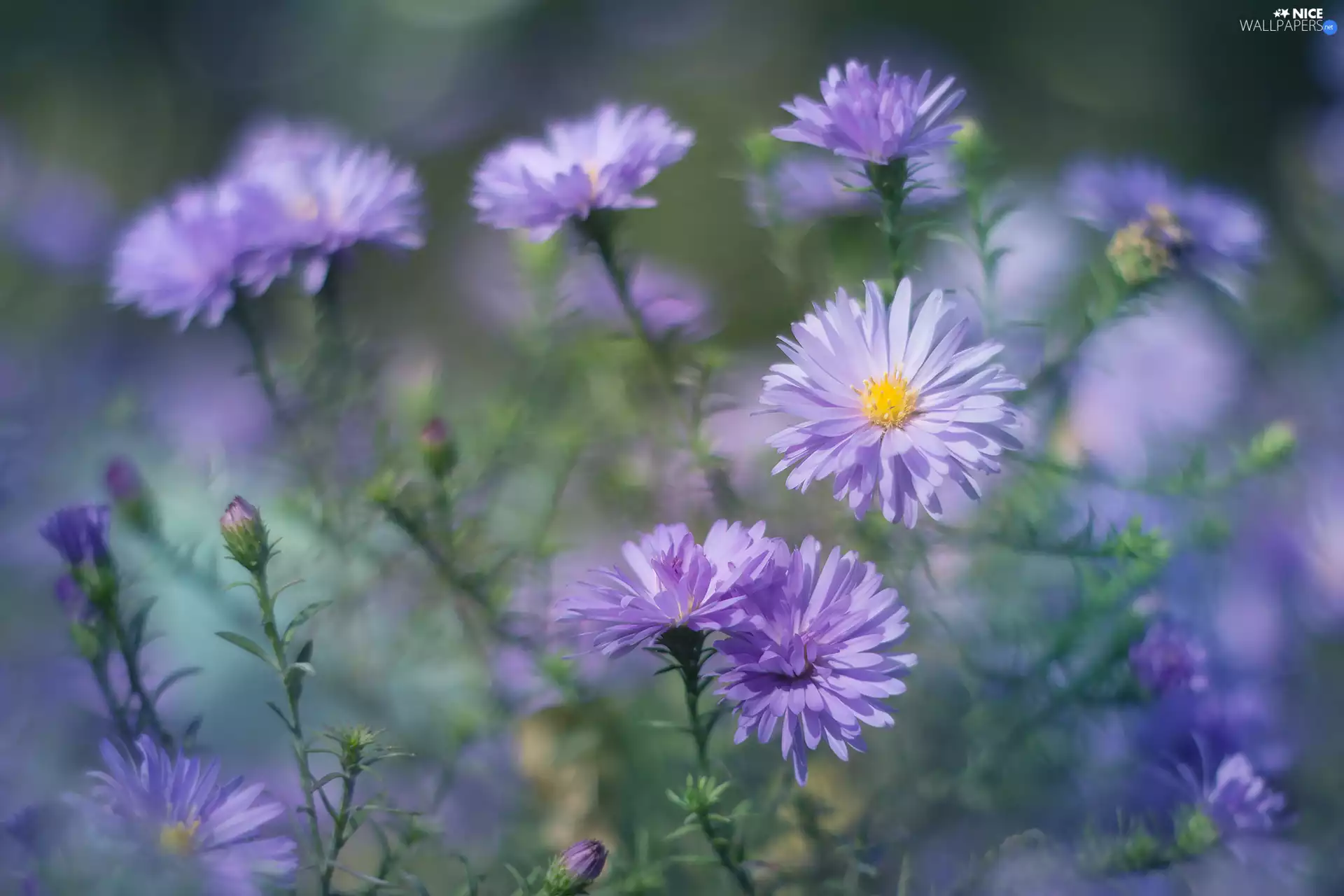 Aster