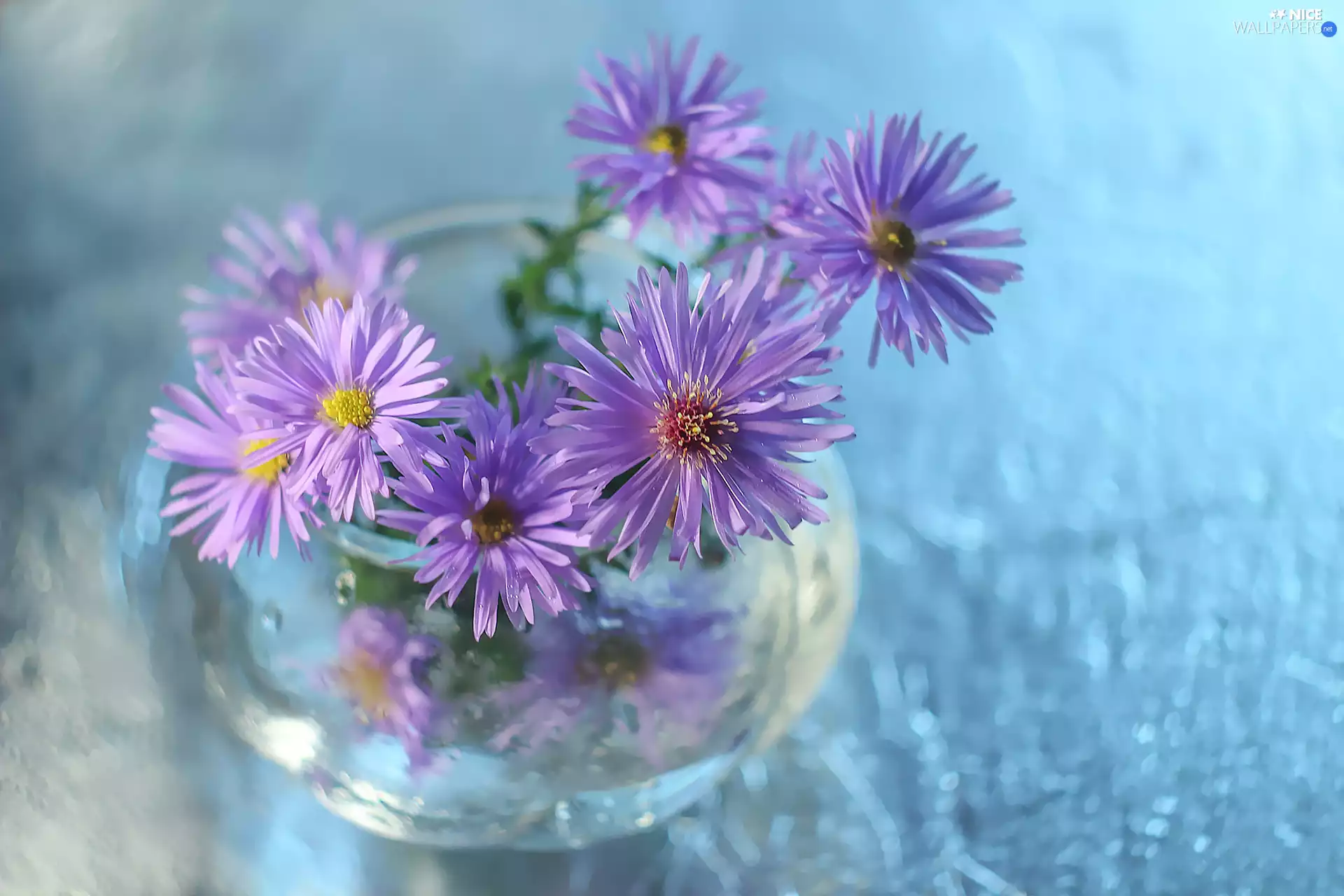 decoration, purple, vase, Astra