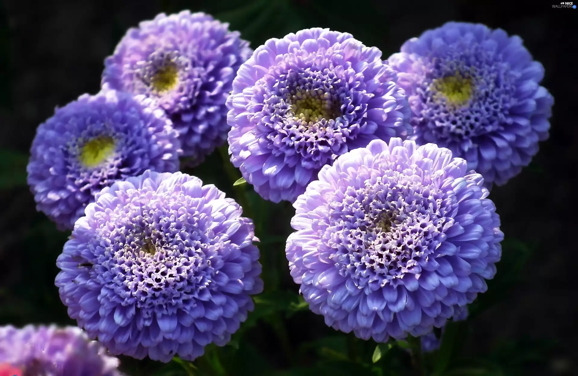 Astra, nature, Flowers