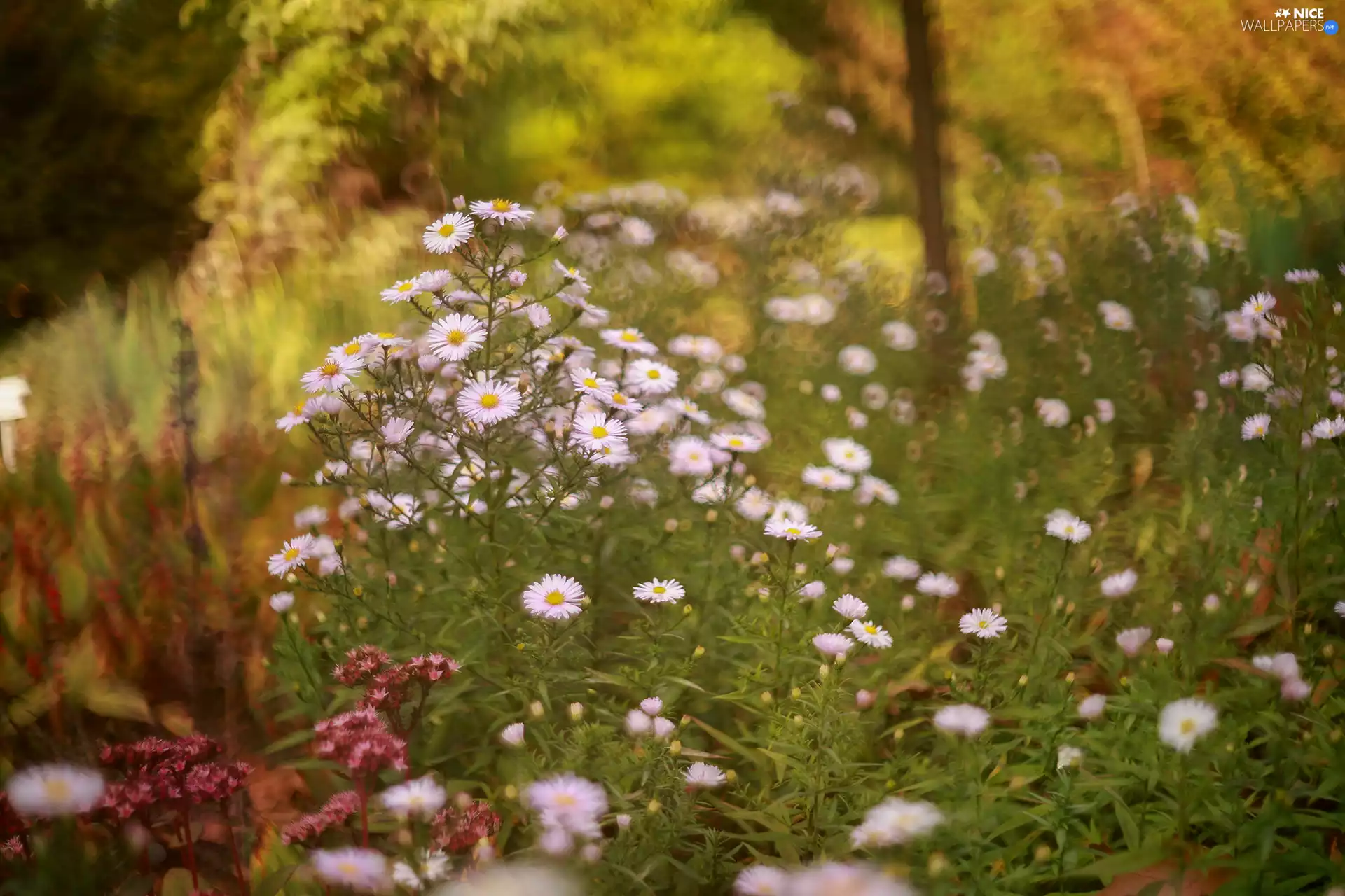 Pink, Flowers, blur, Astra