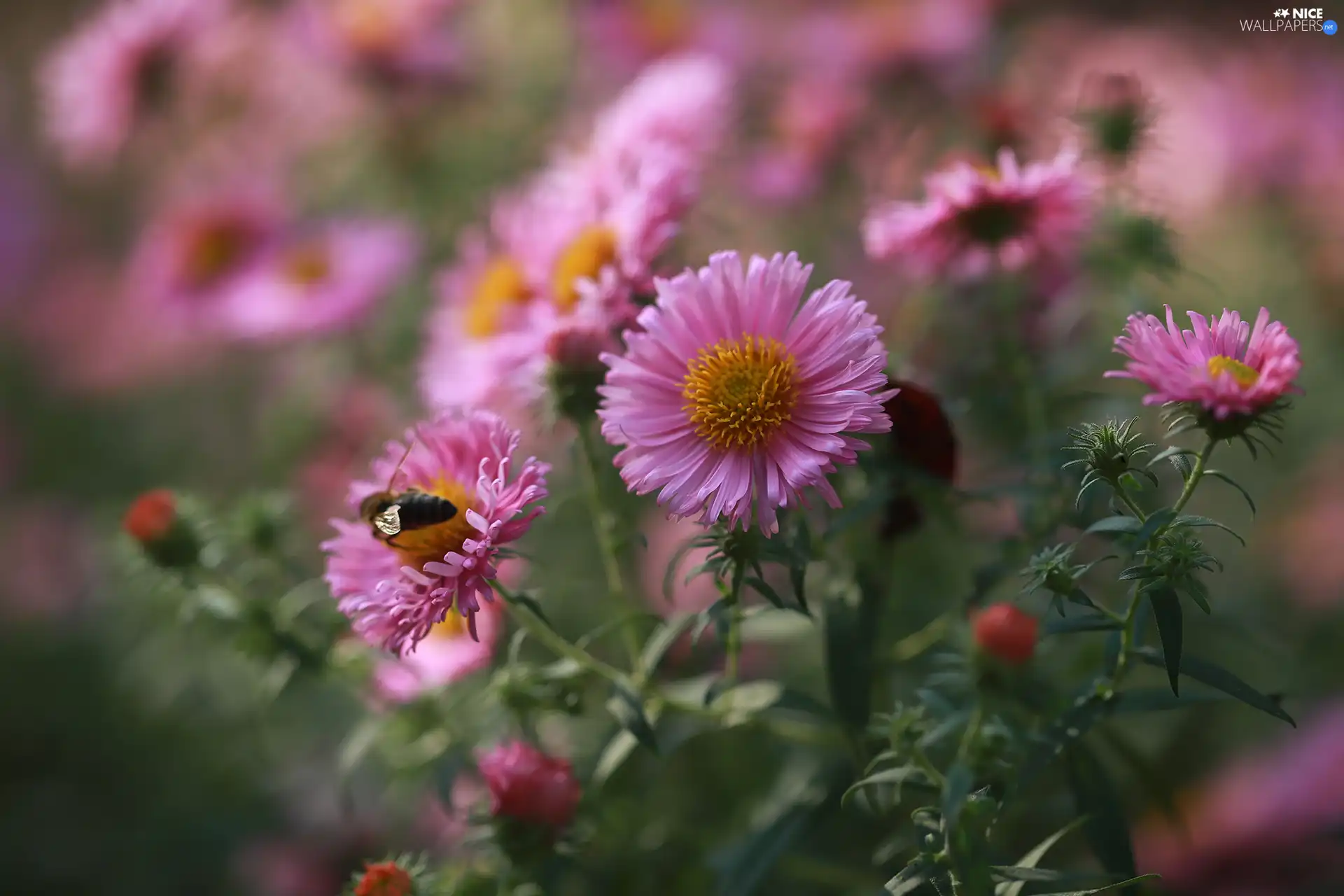 Pink, Flowers, Insect, Astra