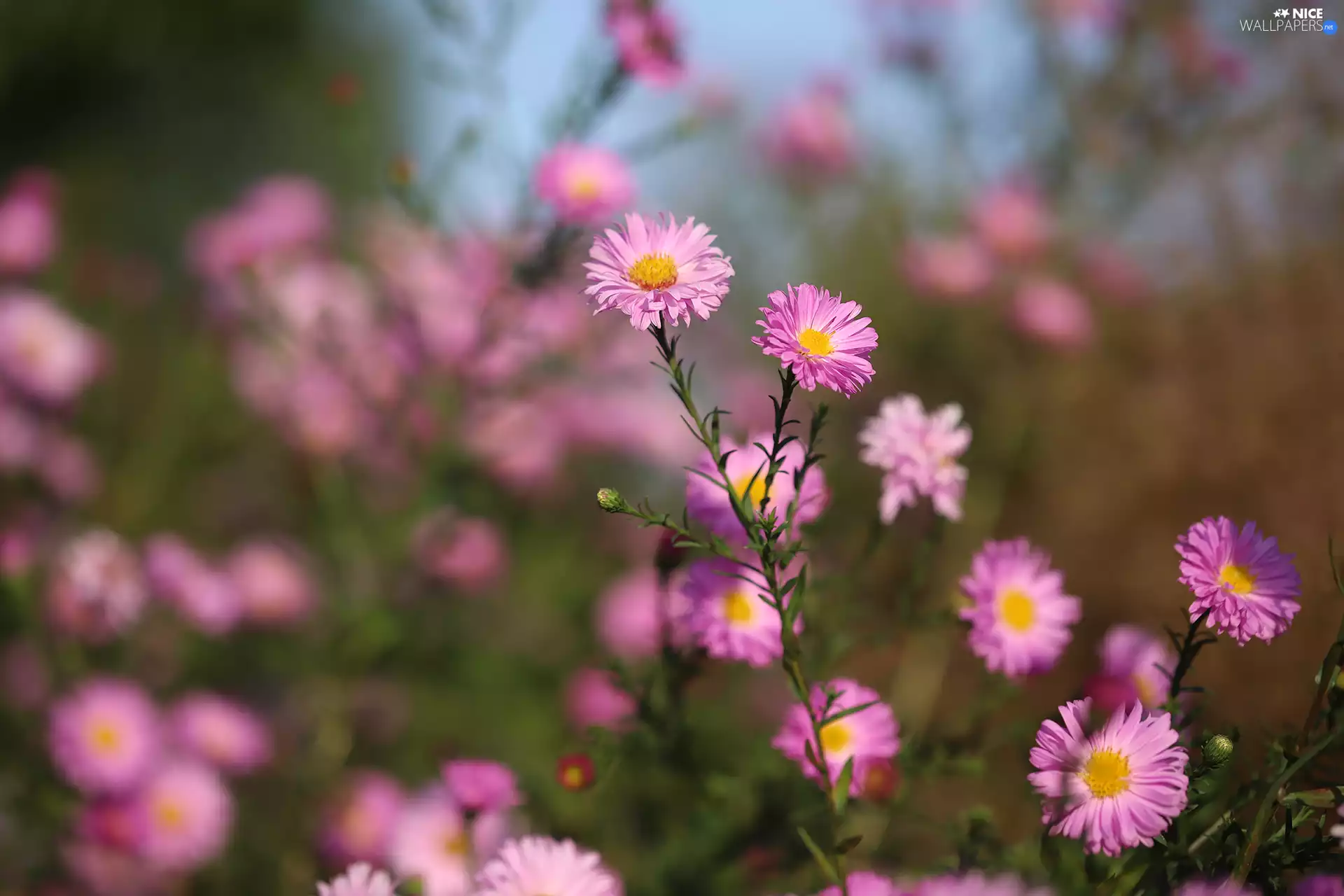 Pink, Flowers, rapprochement, Astra