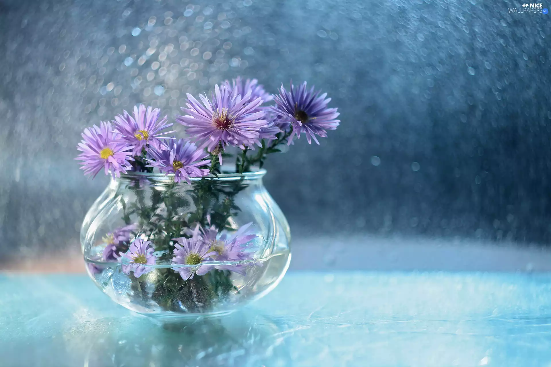 purple, vase, Bokeh, Astra