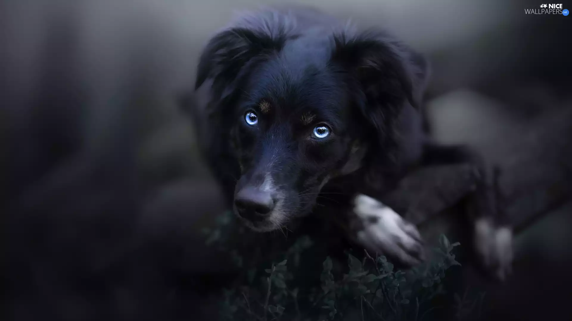 Blue, Eyes, dog, Australian Shepherd, Black