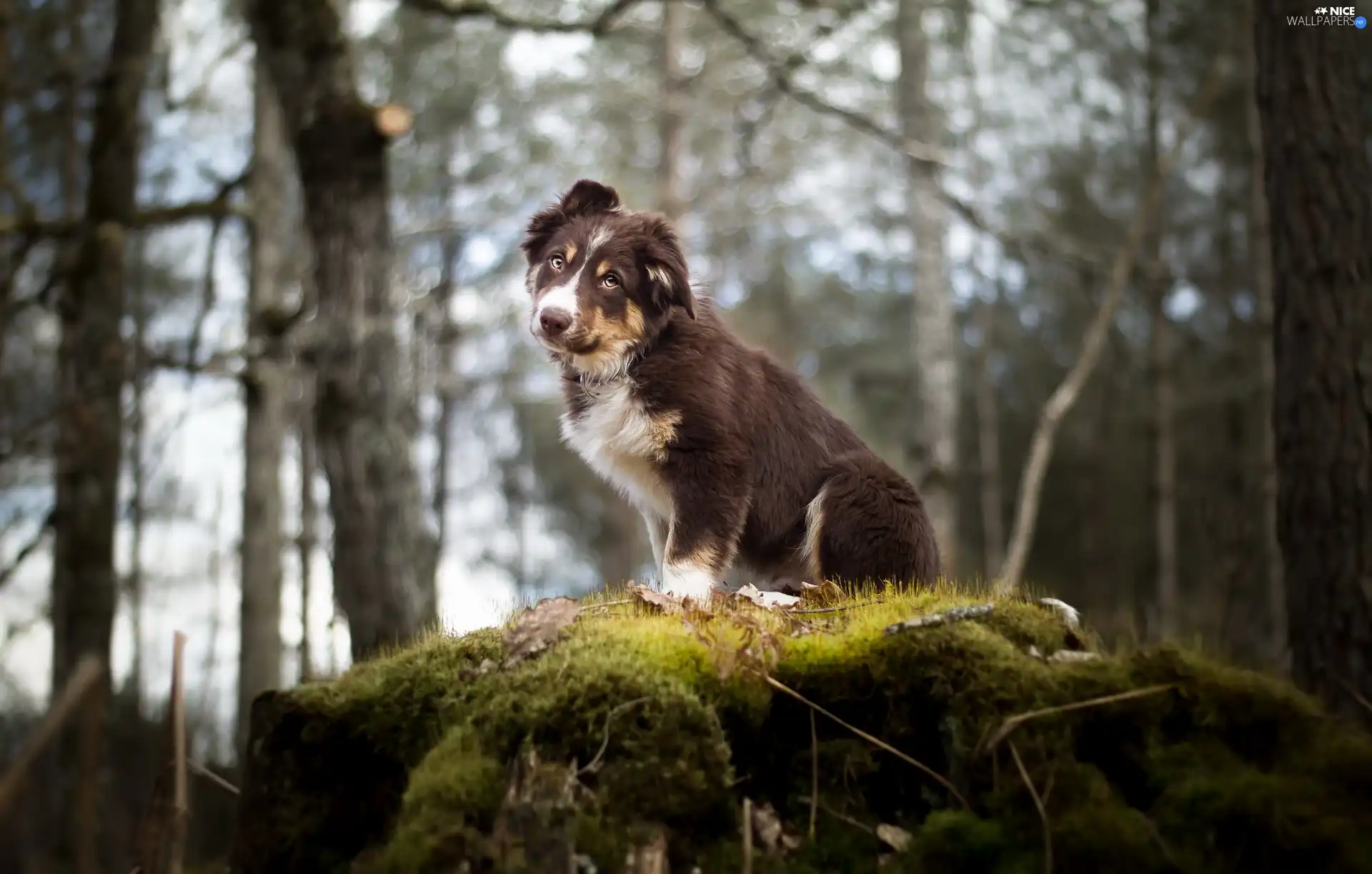 Australian Shepherd, The look, Bokeh, forest, Moss, Puppy, dog, scarp