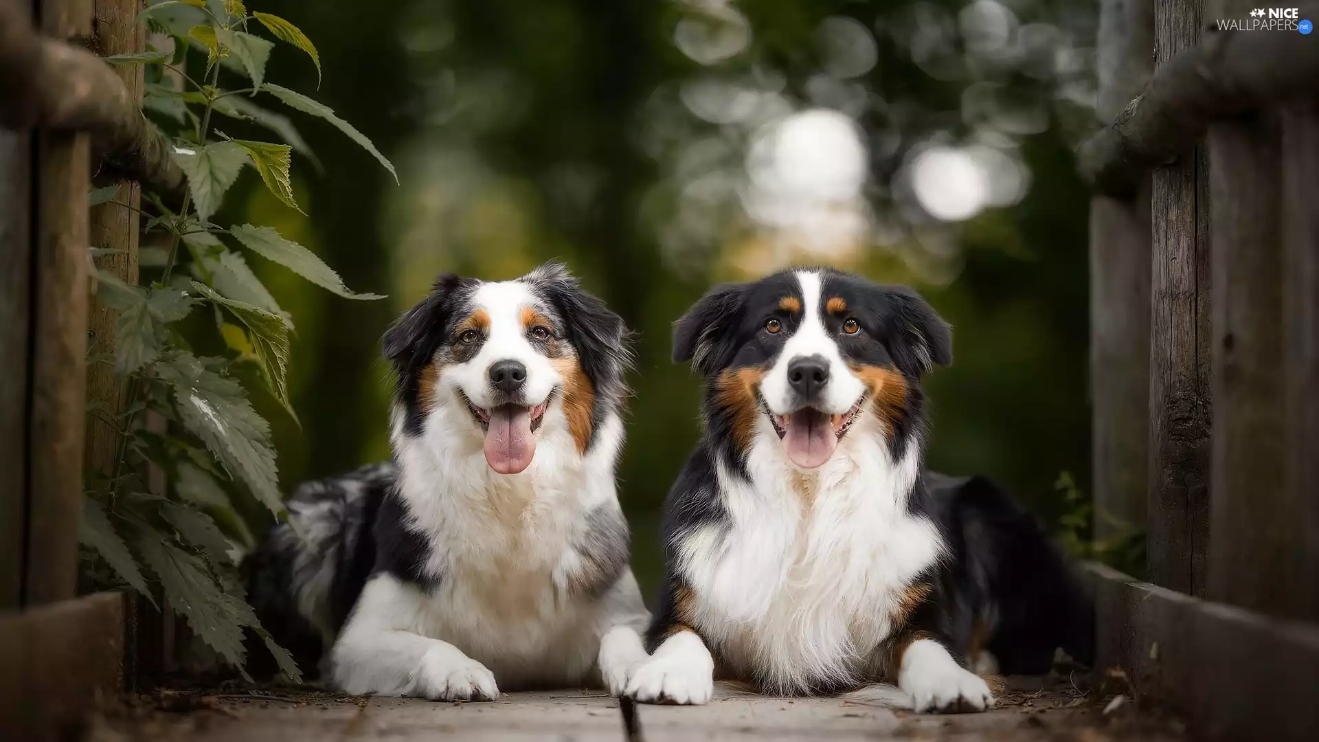 footbridge, nettle, Dogs, Australian Shepherds, Two cars