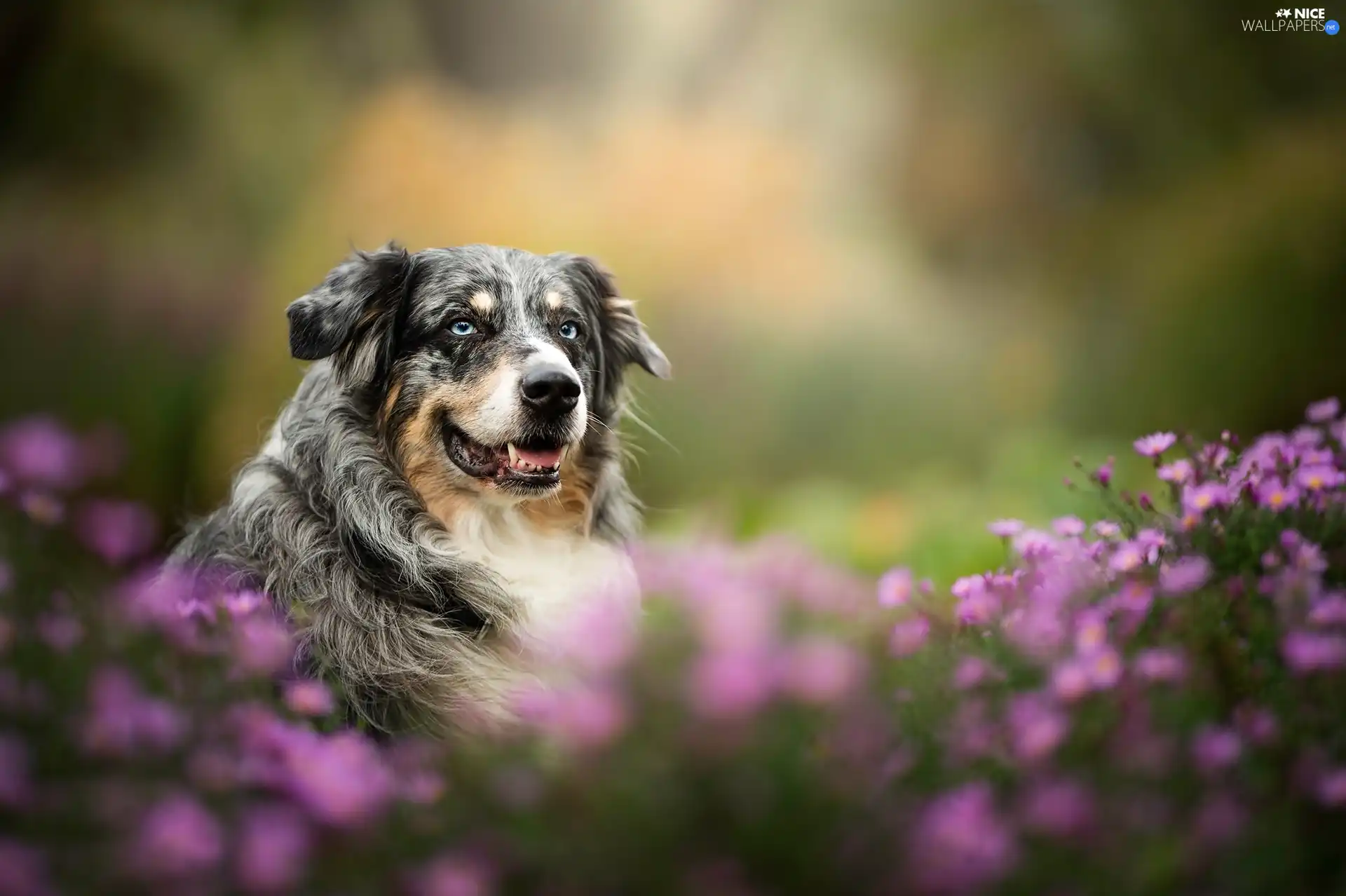 Australian Shepherd, Flowers