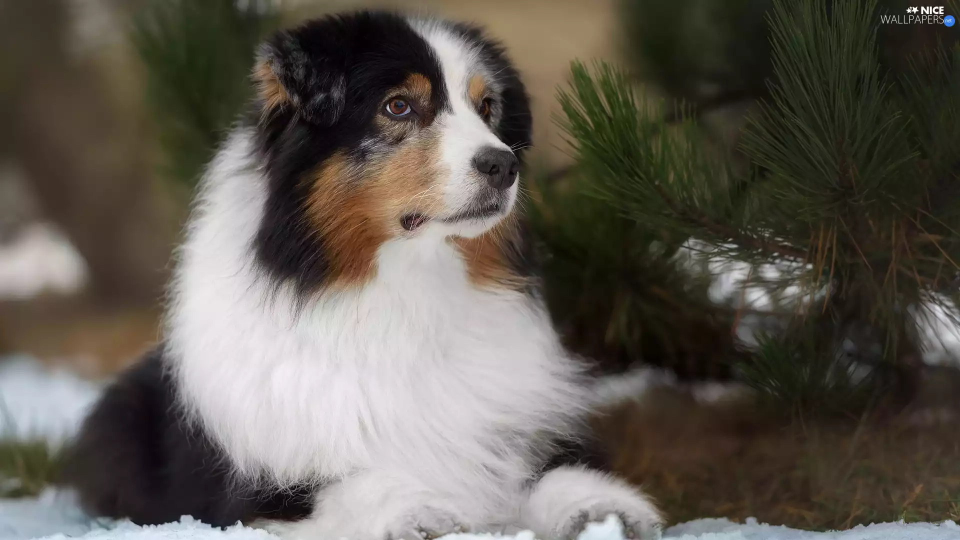 Twigs, pine, dog, Australian Shepherd, lying