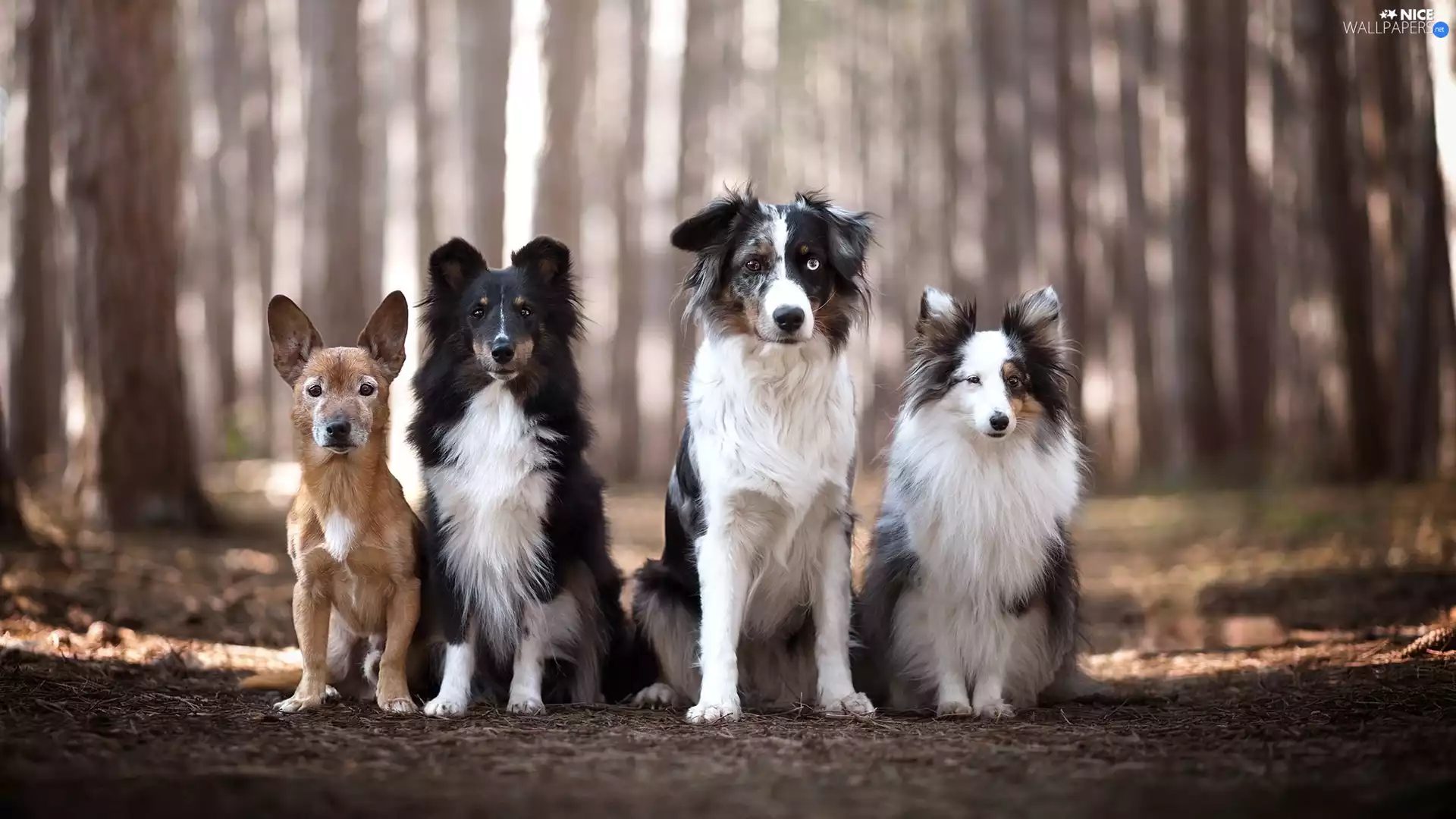 Dogs, shetland Sheepdog, Australian Shepherd, mongrel