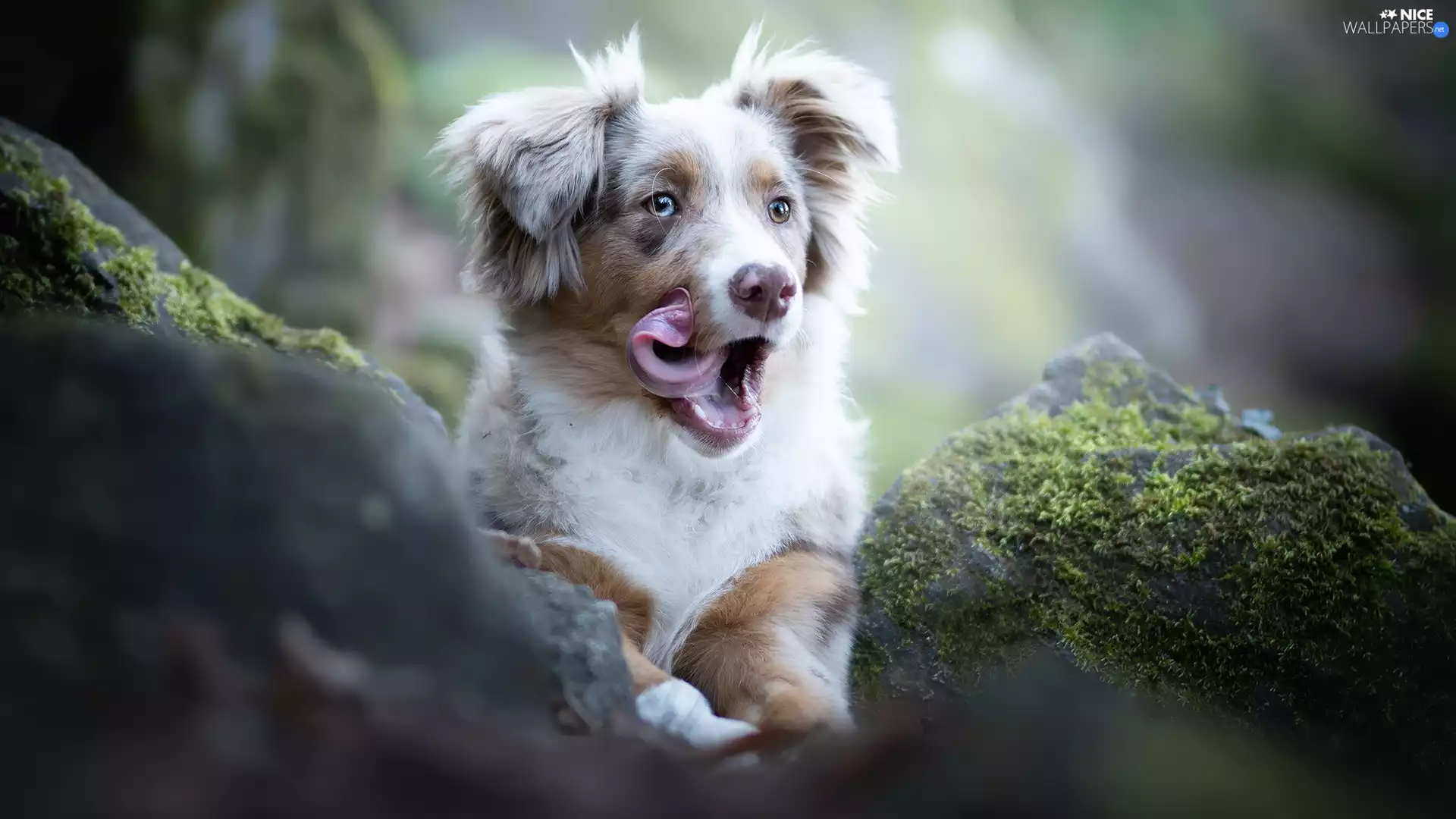 dog, Australian Shepherd, tongue, Puppy
