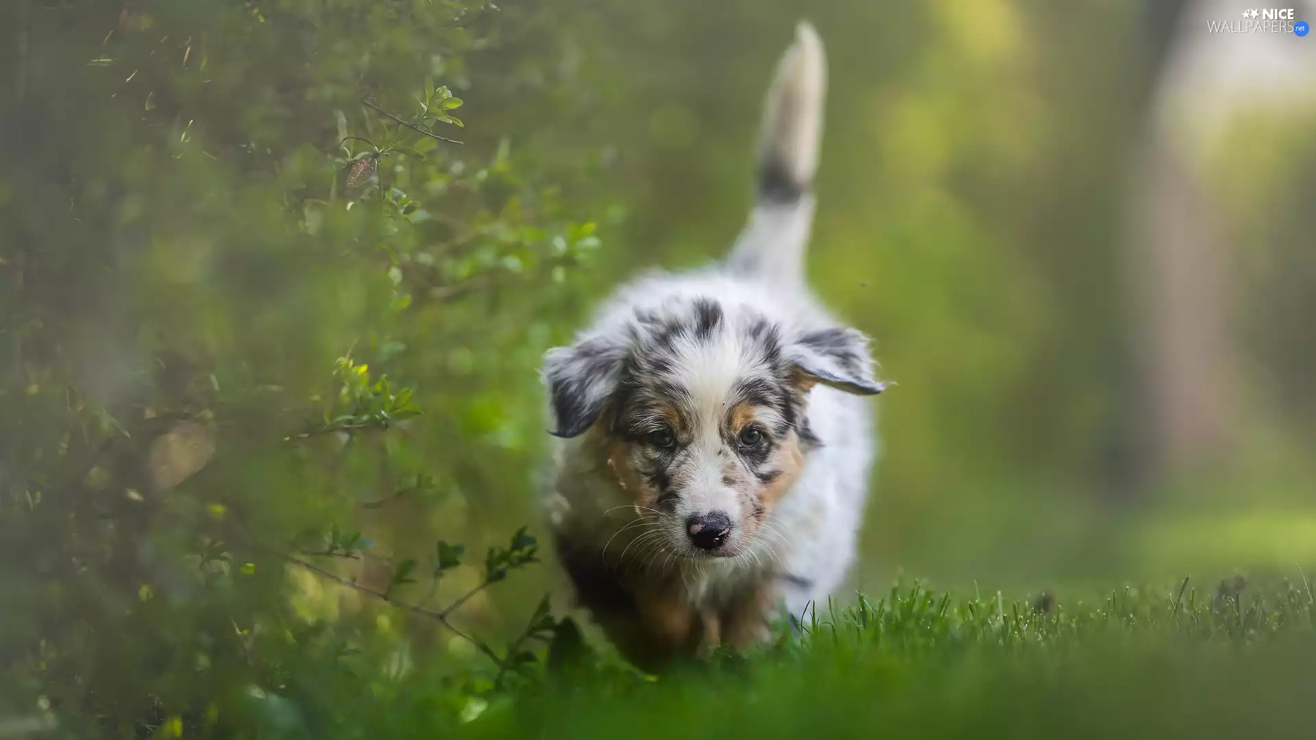 dog, Australian Shepherd, Twigs, Puppy