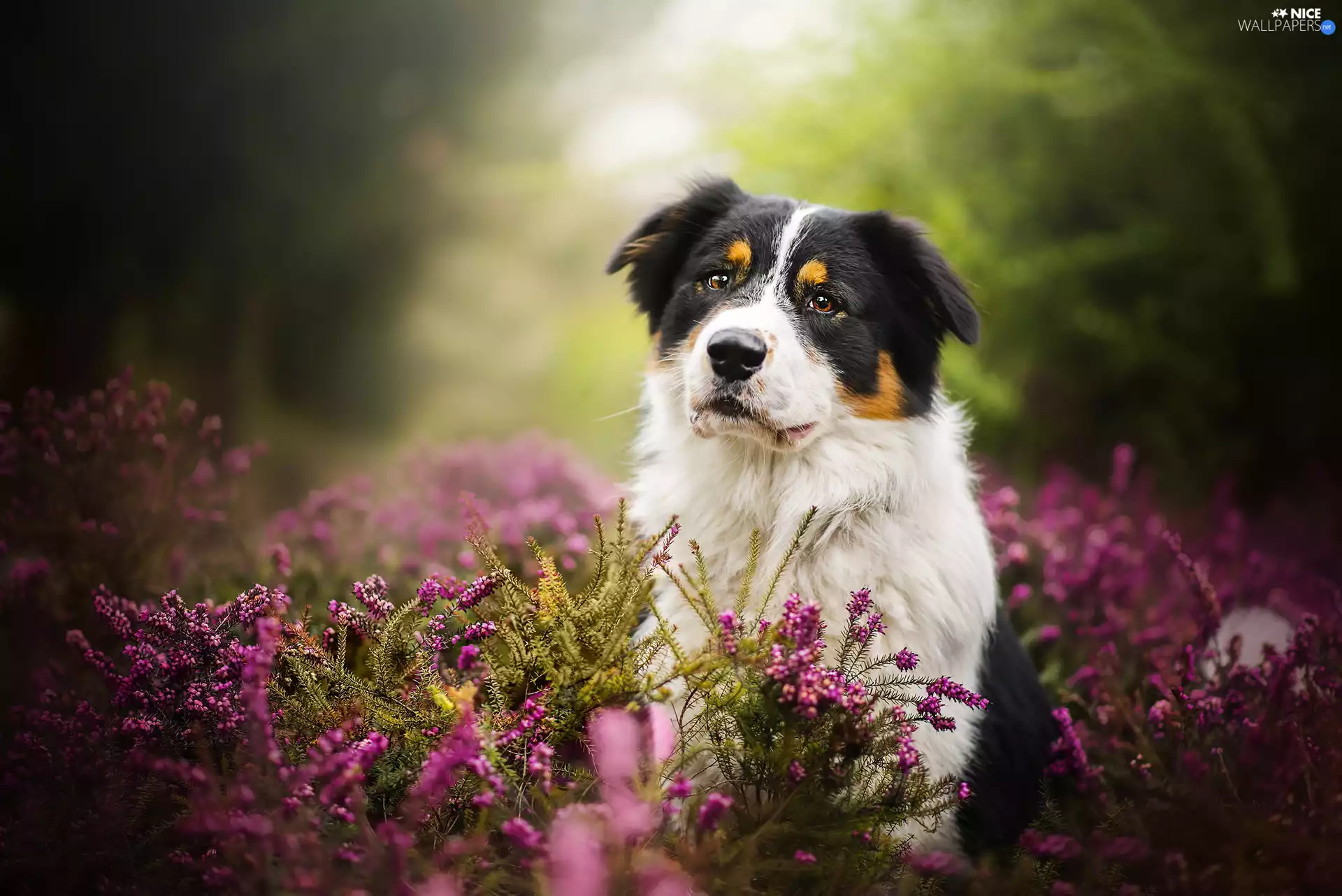 heather, Australian Shepherd, Australian Shepherd