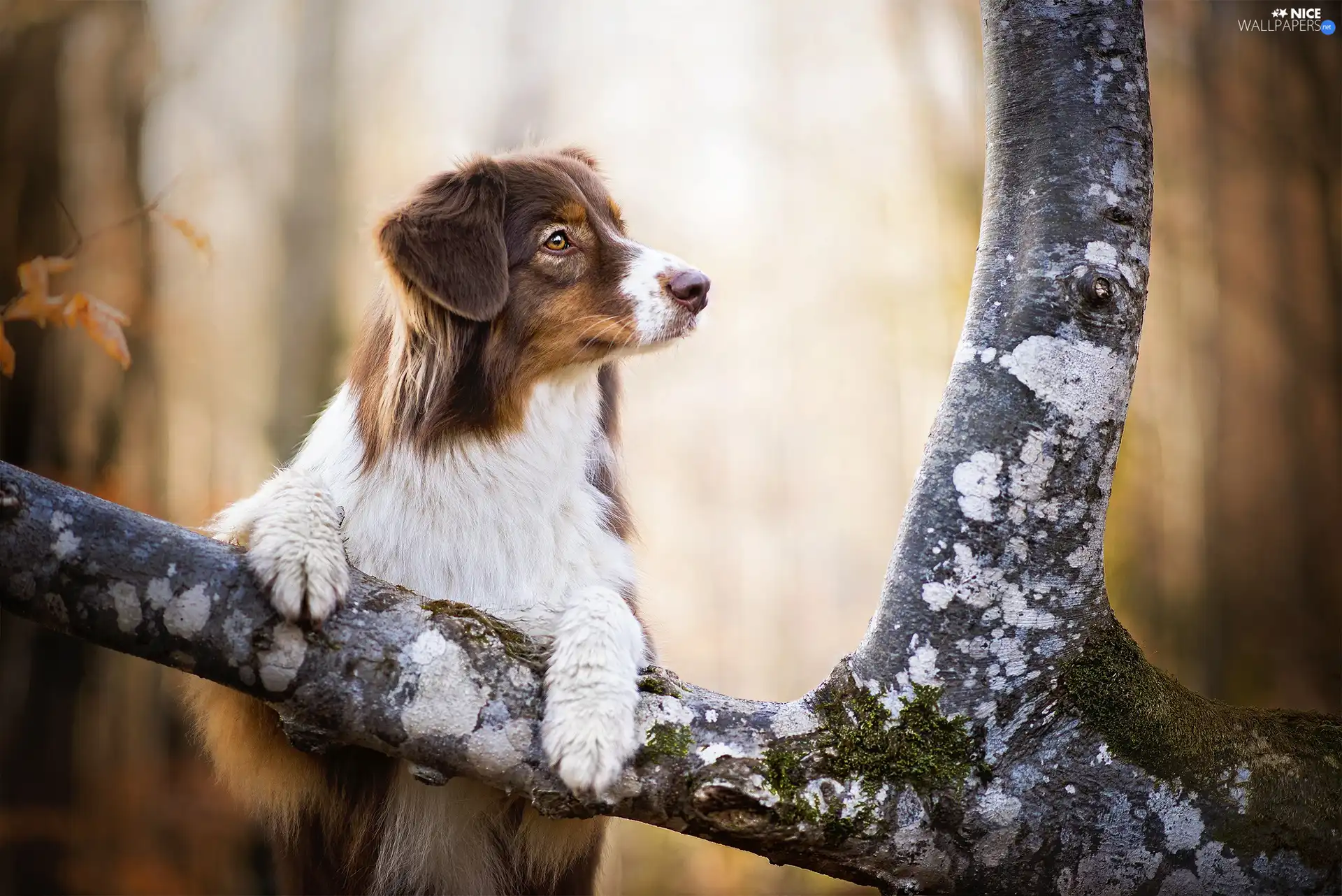 Australian Shepherd, trees