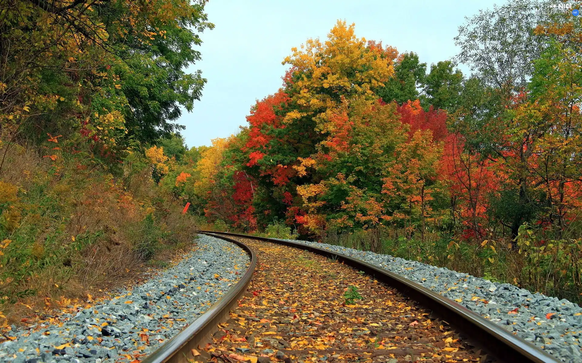 autumn, ##, viewes, Leaf, trees