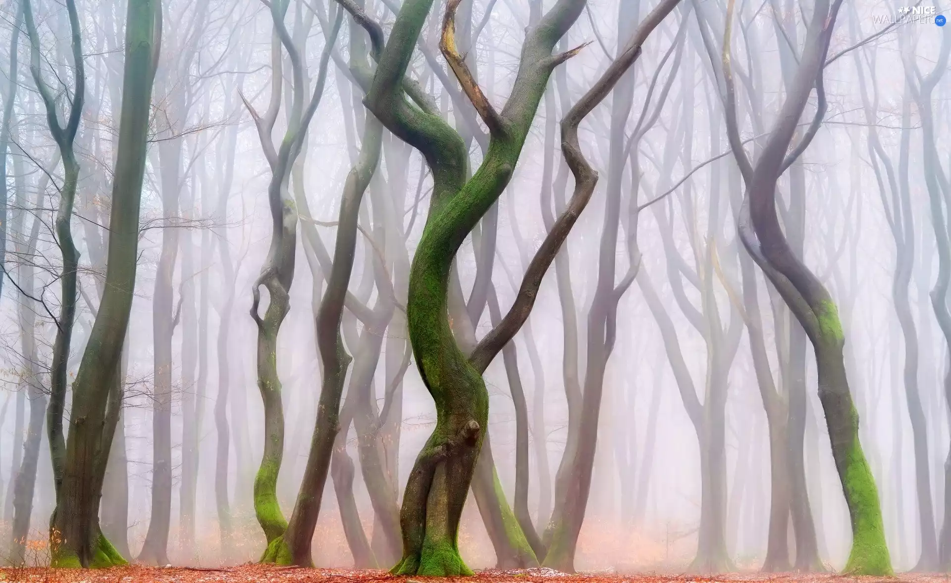 trees, forest, Fog, autumn, viewes, bent